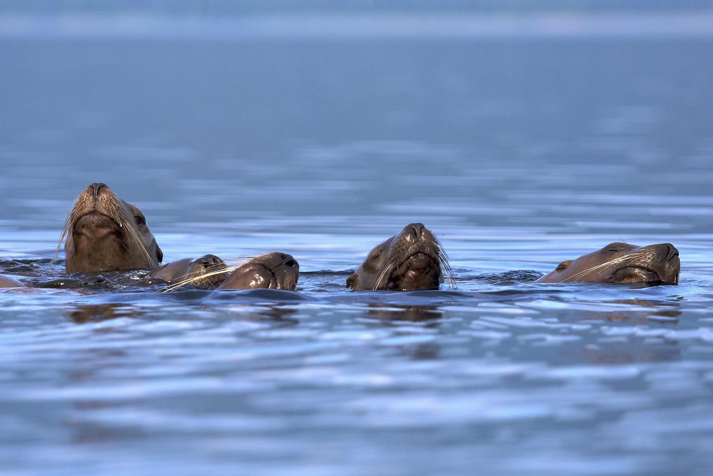 Voyage photo sur l'&icirc;le de Vancouver &agrave; la fin de l'&eacute;t&eacute; 2027