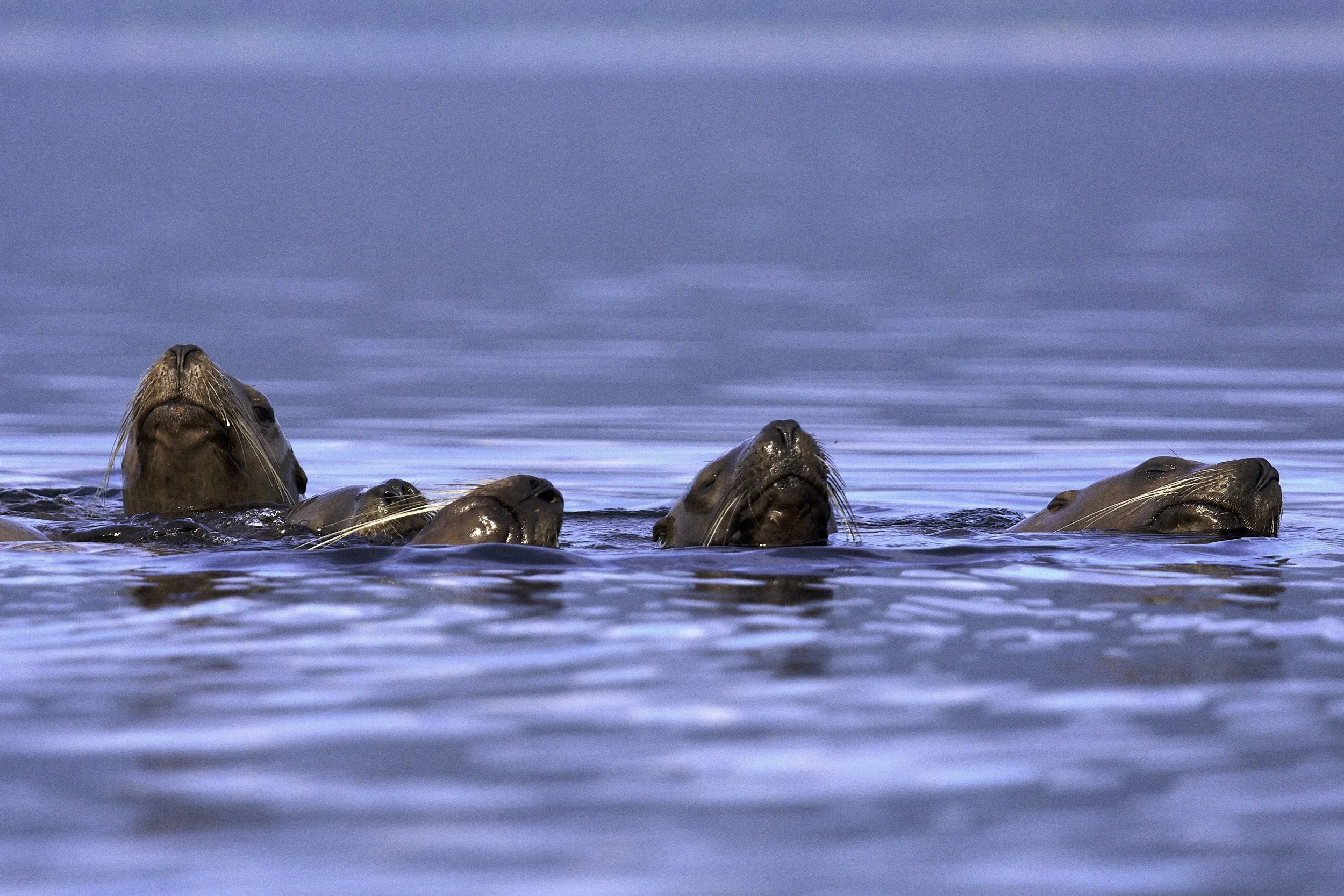 sealions_1J6A2856.jpg