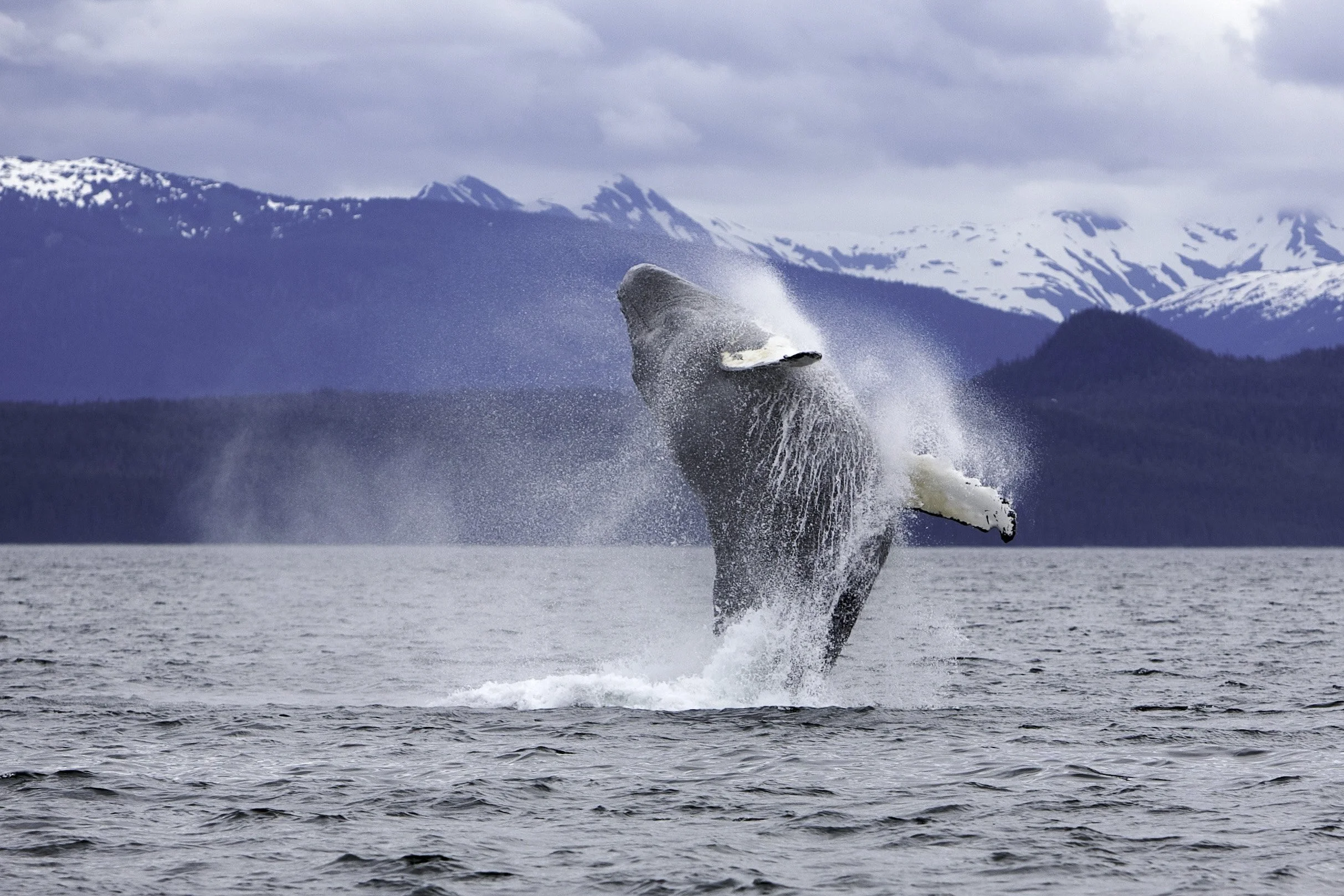 whales_IMG_9768.jpg