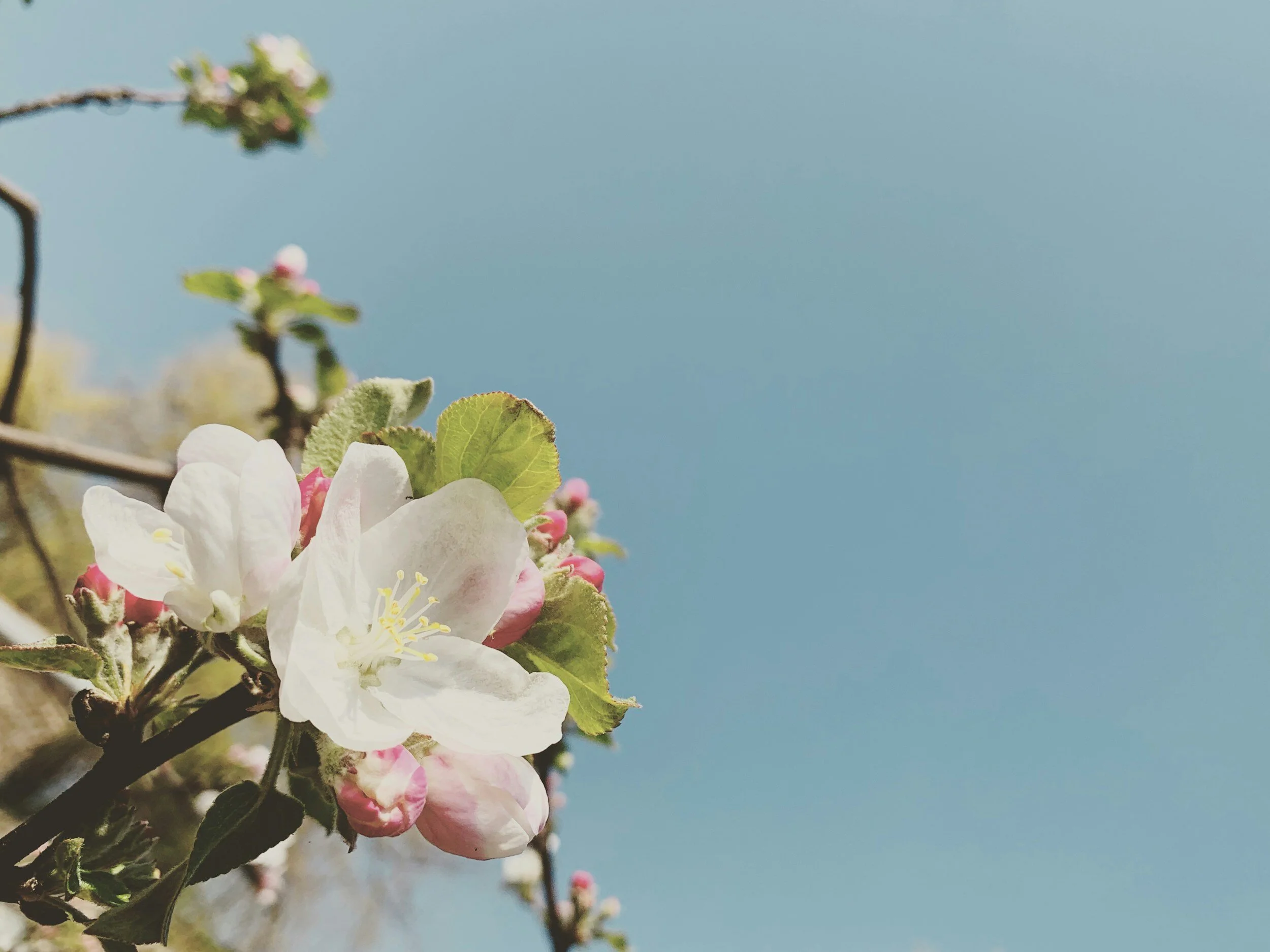 What’s Blossoming Inside of You?