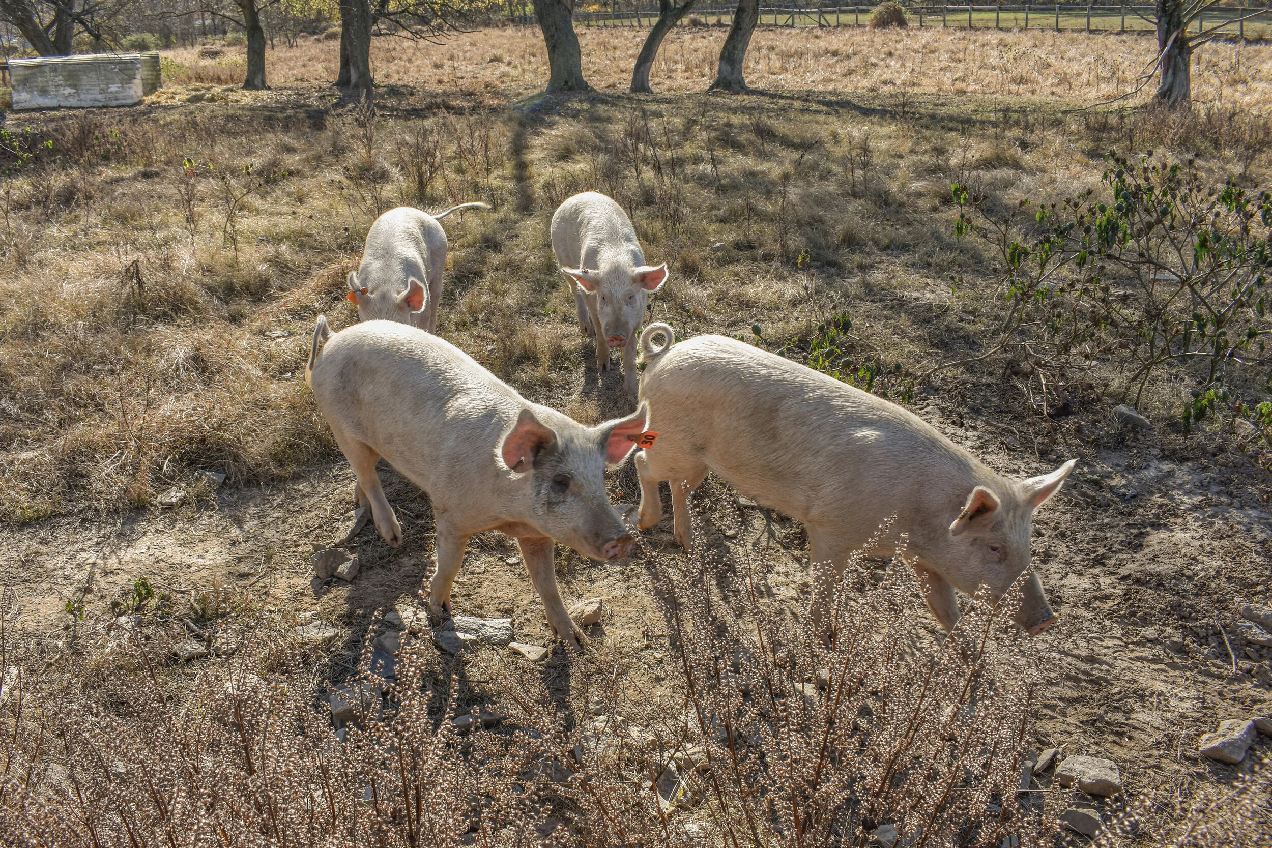 DSC_0891.jpg