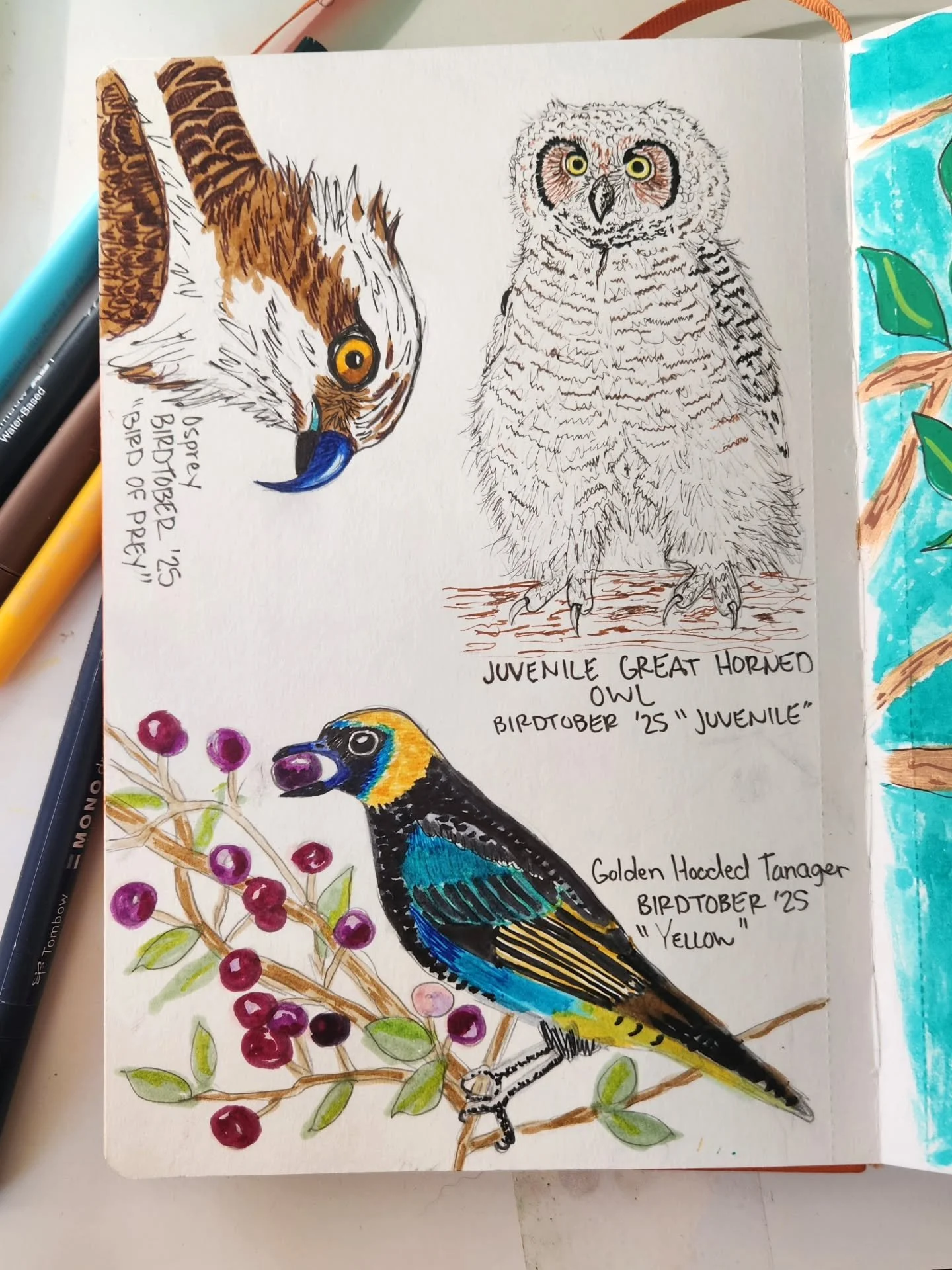 Birdtober is still going strong!!
Birdtober hosted by @kaylafiskbirds 
#osprey
#tanagers #birdtoberclub #birdtoberclub2025