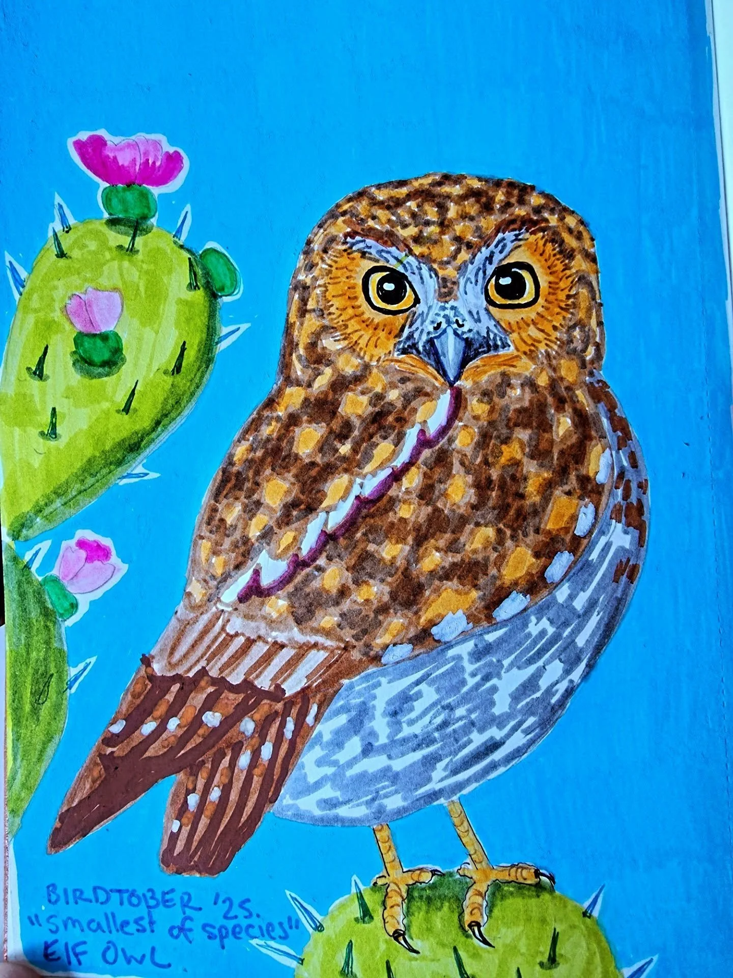 Birdtober hosted by @kaylafiskbirds 
This was smallest of species and I drew an Elf Owl in my sketchbook with poscas and tombows.
#birdtober2025 #birdtober #elfowl #birdart #sketchbookartist #owlart