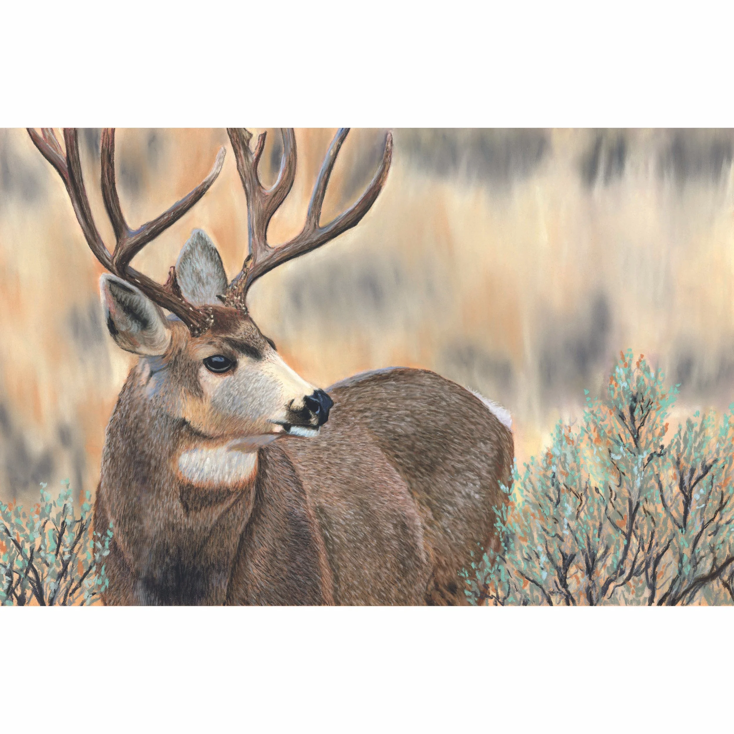 Mule Deer Buck in Sagebrush