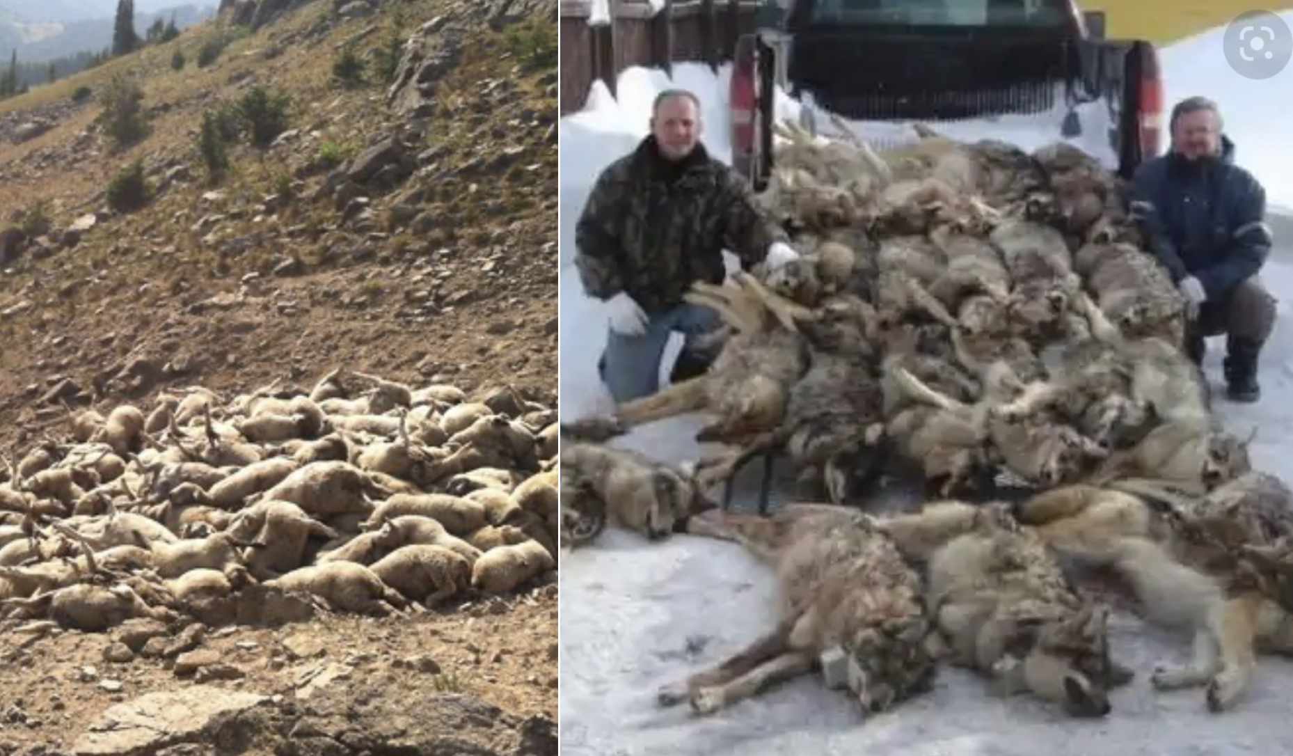 Imported Timber-Wolves Kill 143 Sheep in Single Day in Idaho, Equating to Over $50,000 in Damages — Ranchers Pledge to Fight Back