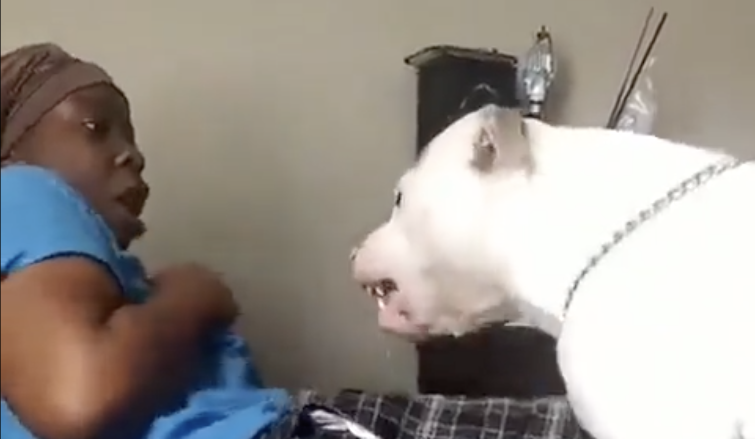 Pit Bulls MORE Dangerous than the AR15, Sending 84,276 Americans to the Hospital Annually, with 6,750 Needing Reconstructive Surgery 