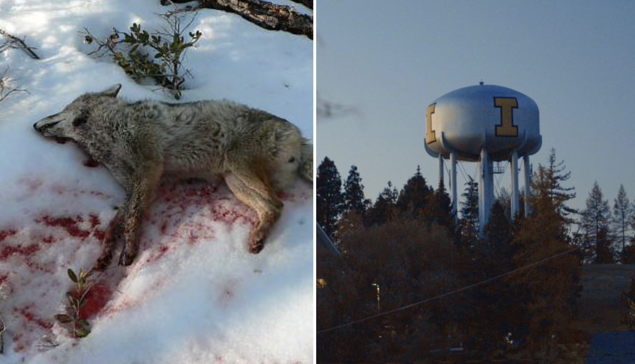 7 Dead Coyotes Left on Student Property in Moscow Idaho in Two Separate Incidents — 3 Sororities and 1 Fraternity Targeted — Animal Blood on Doorsteps and Windows