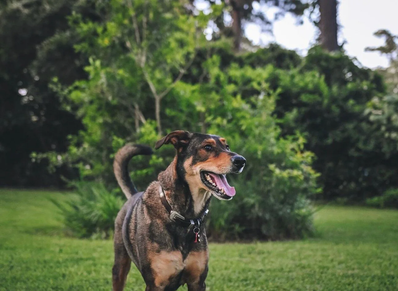 I don't think there's anything Copper loves more than being outside on a hiking trail or at a new park!

And honestly, is there a better way to spend #TongueOutTuesday?!

📸: @copperscollective

#naturesselectdog