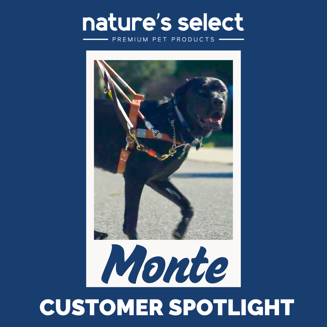 Customer Spotlight: Guide Dog Monte