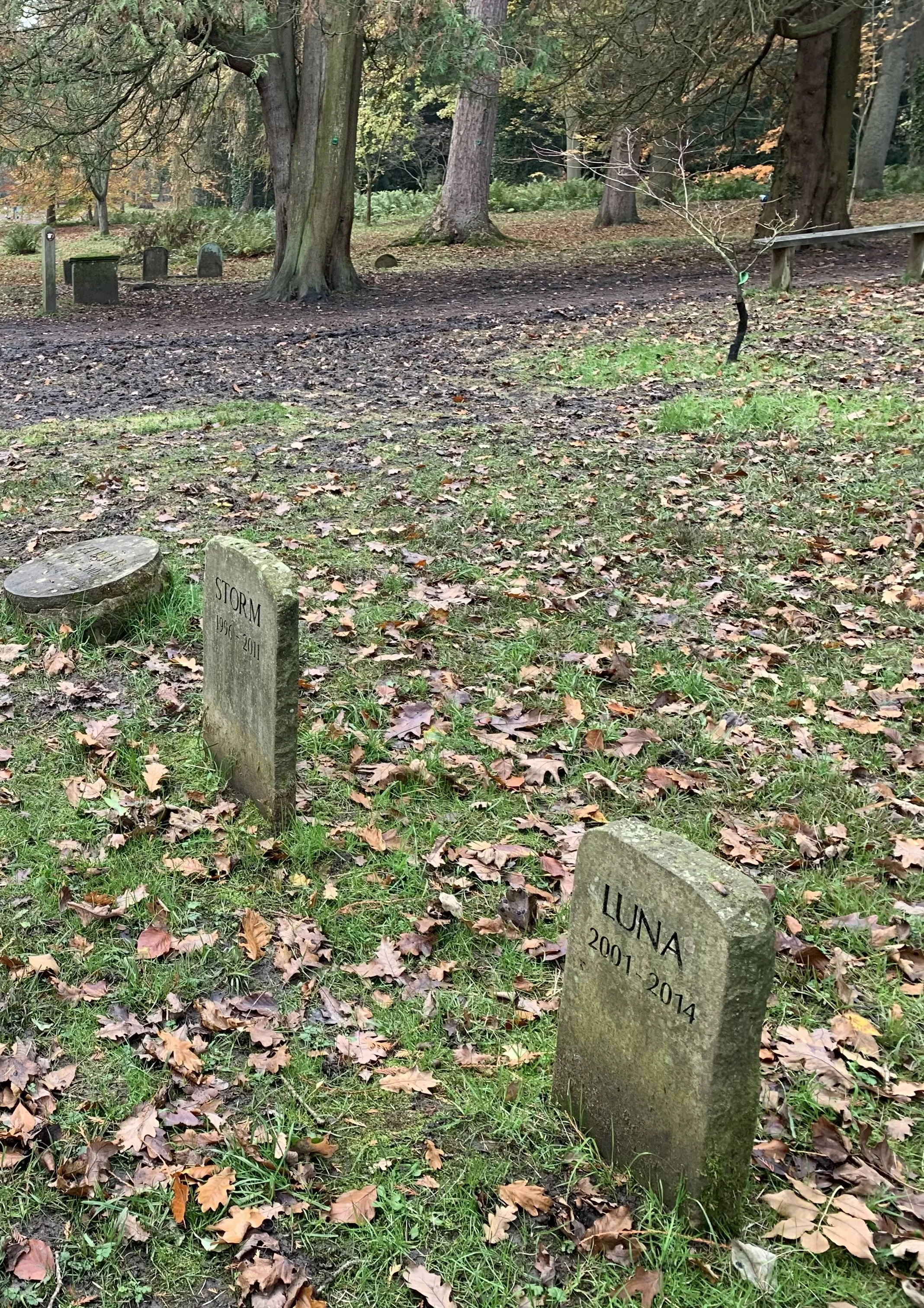 A view of a pet cemetery with several small headstones and trees surrounded by fallen leaves on the ground.