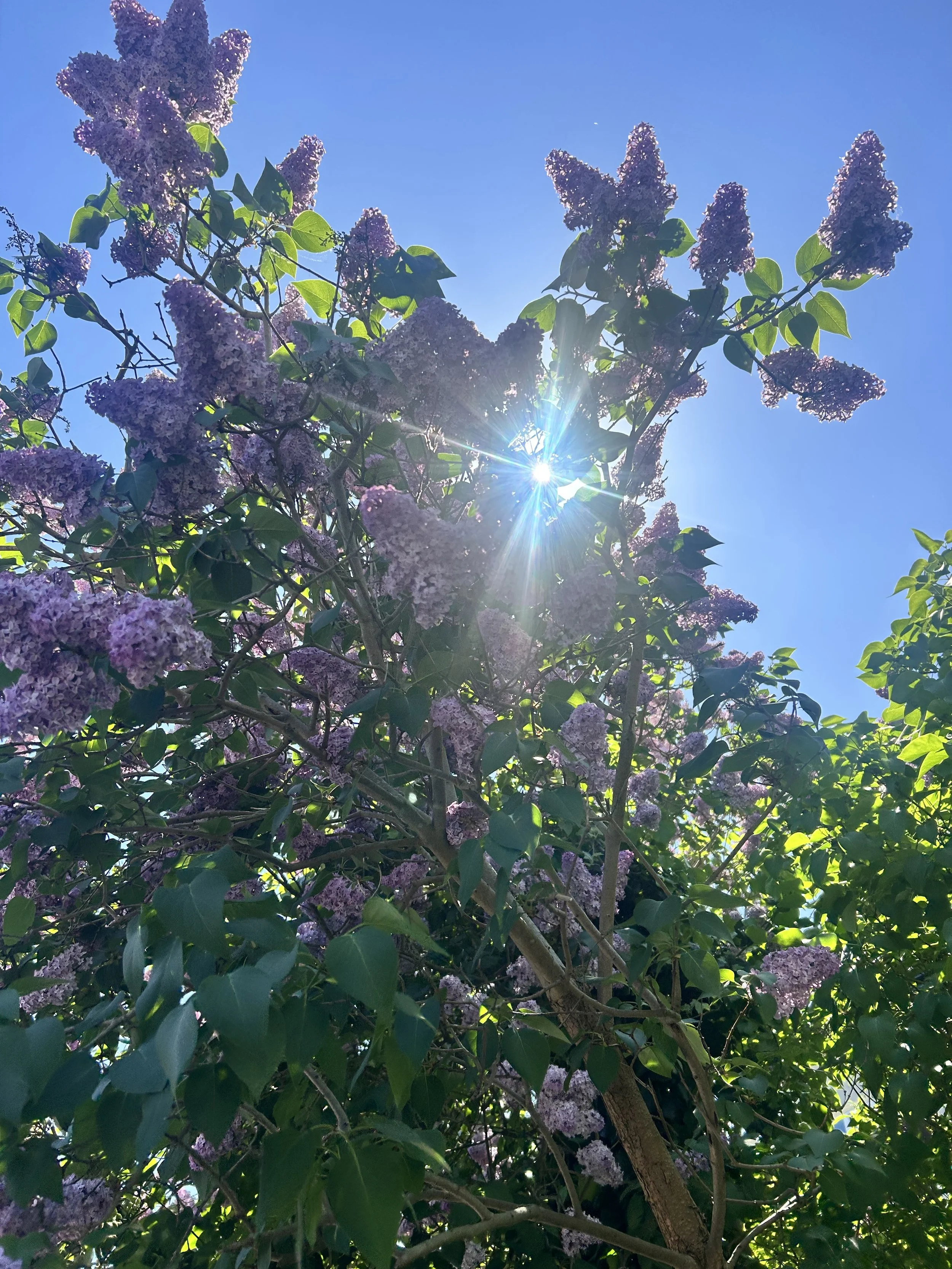 Purple lilac flowers on a bush with green leaves against a clear blue sky, sunlight shining through the branches.