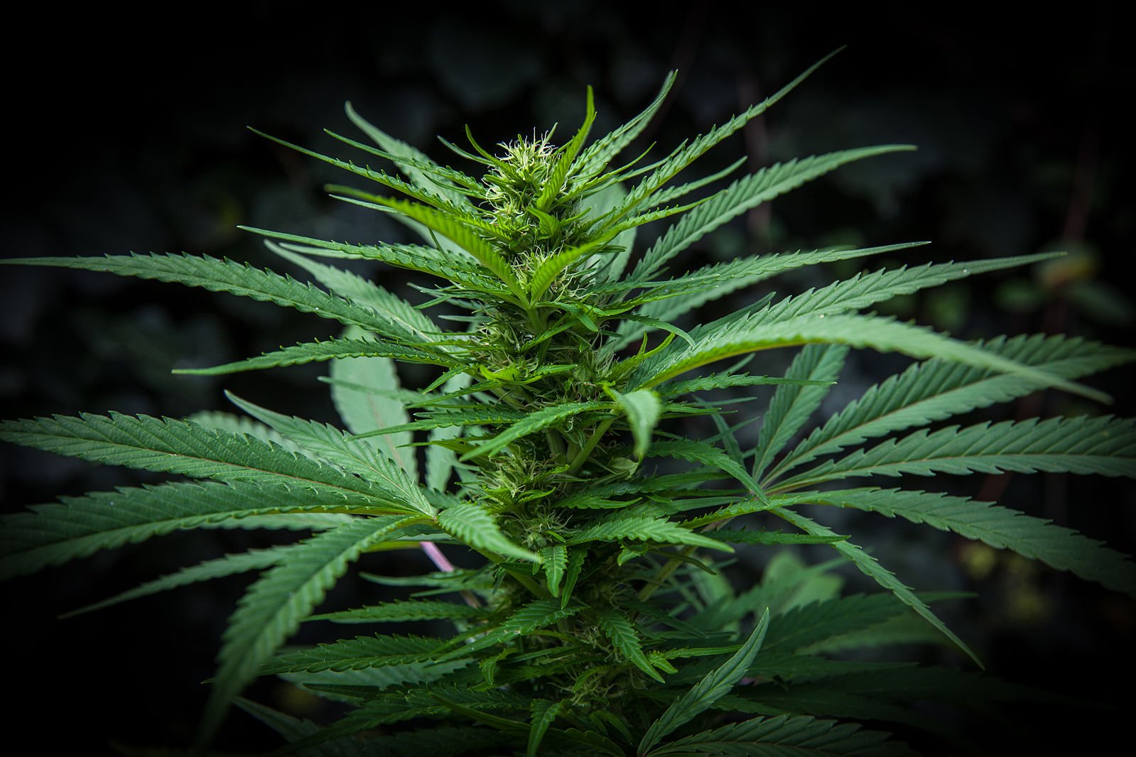 Social equity in cannabis has come a long way, but lack of capital investment and pushback from municipalities can undo that