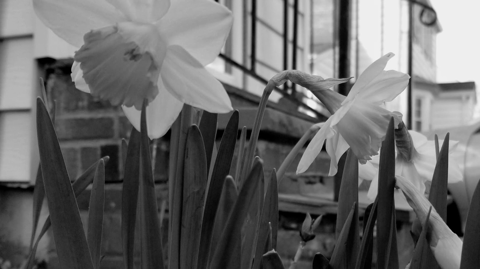 In lieu of flowers