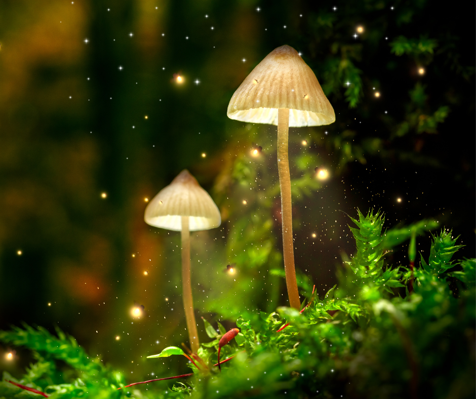 Creating More Magick in Your Life: Why is it important to slow down?