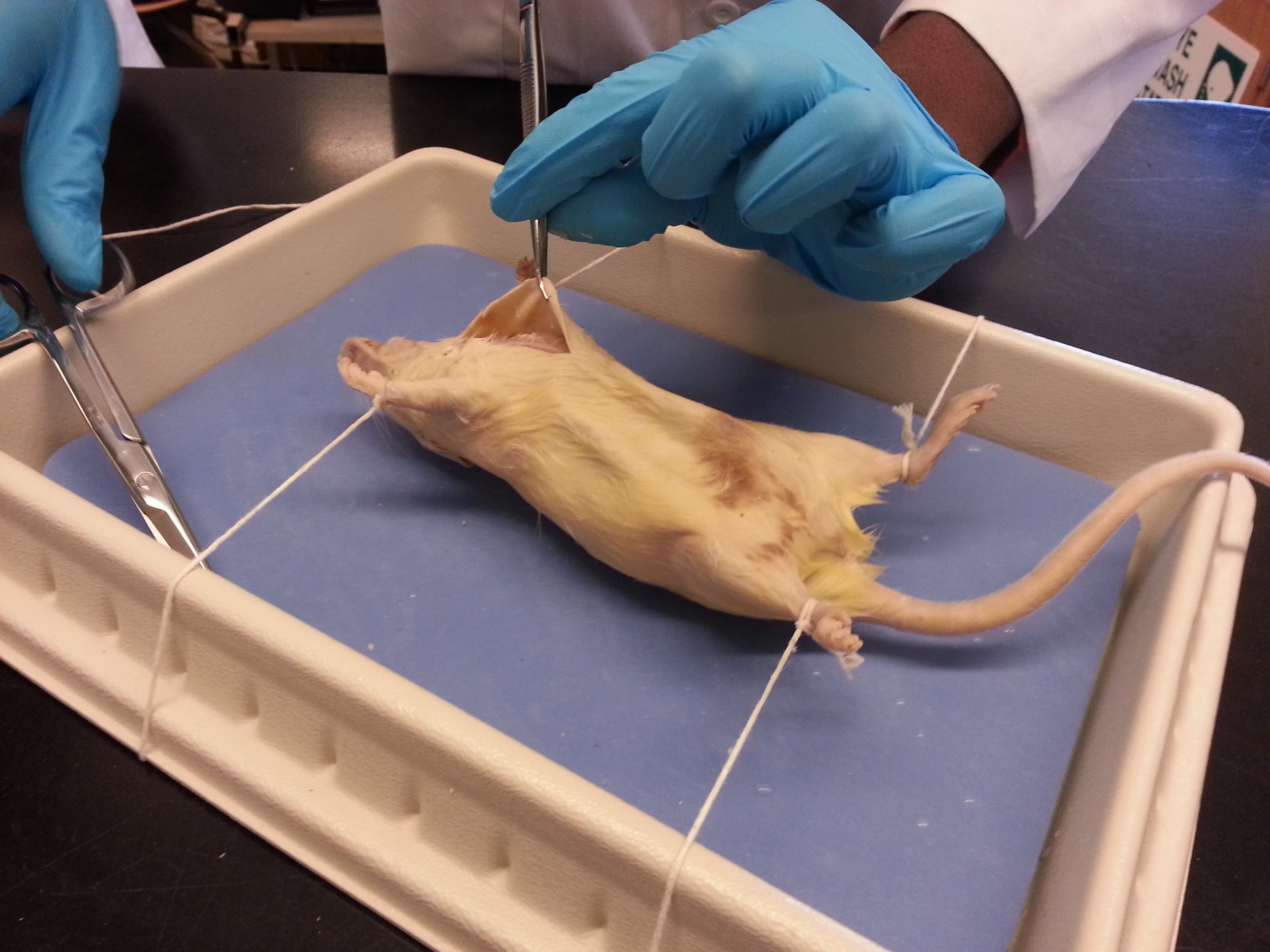 nutritioninyou_chernotes_lab_8.jpg