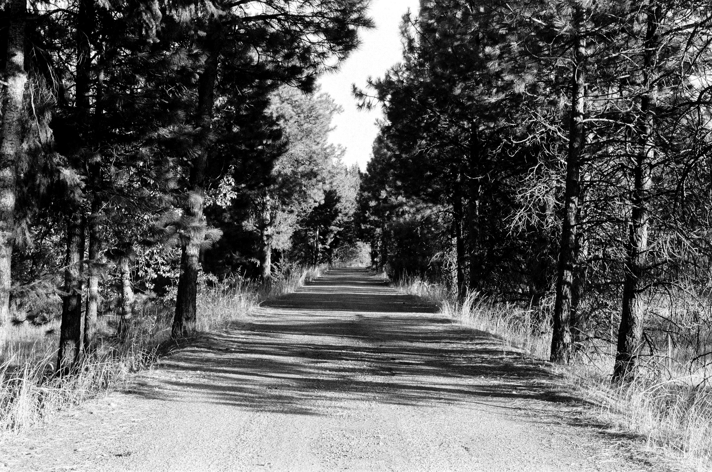 PRINT EDIT_Middle_road_forest_35mm_BW.png