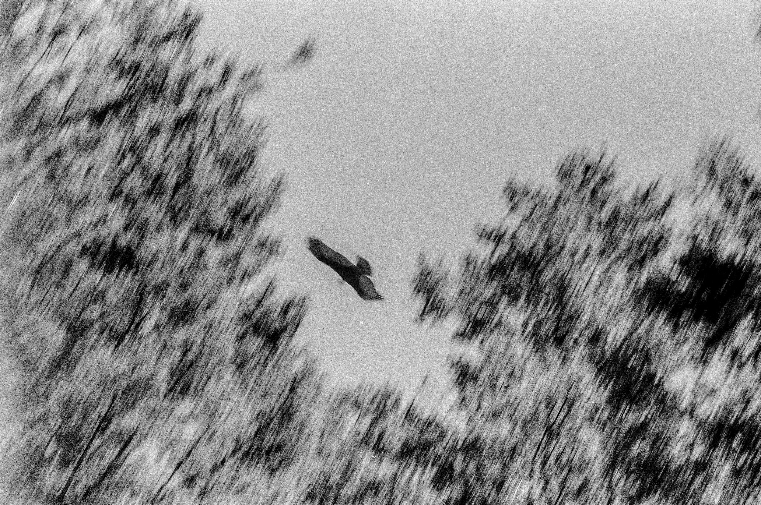 Raptor_wa_35mm_bw_EzraW._jpg.jpg