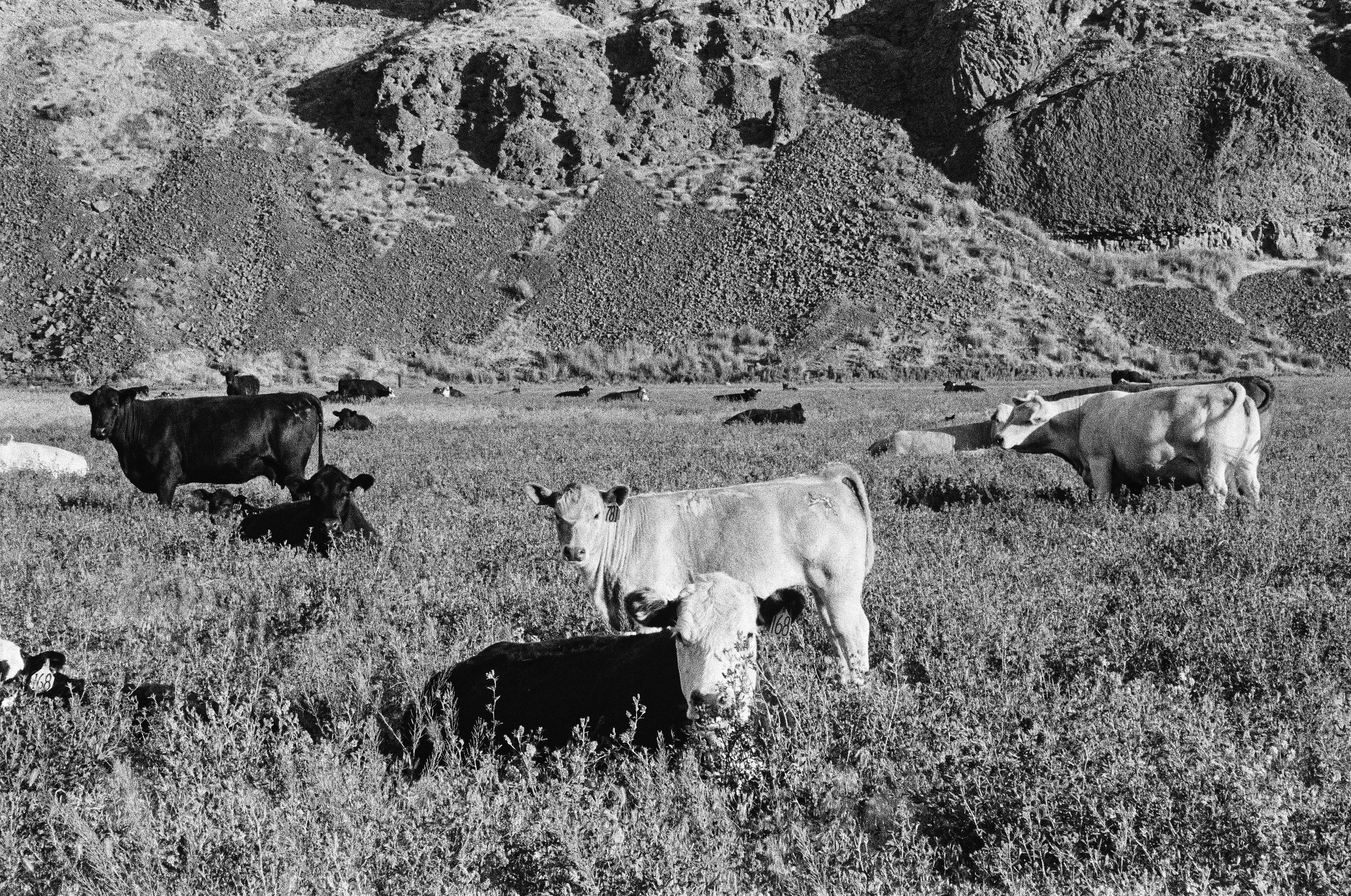 PRINT EDIT 3_cows_palisades_35mm_bw.png
