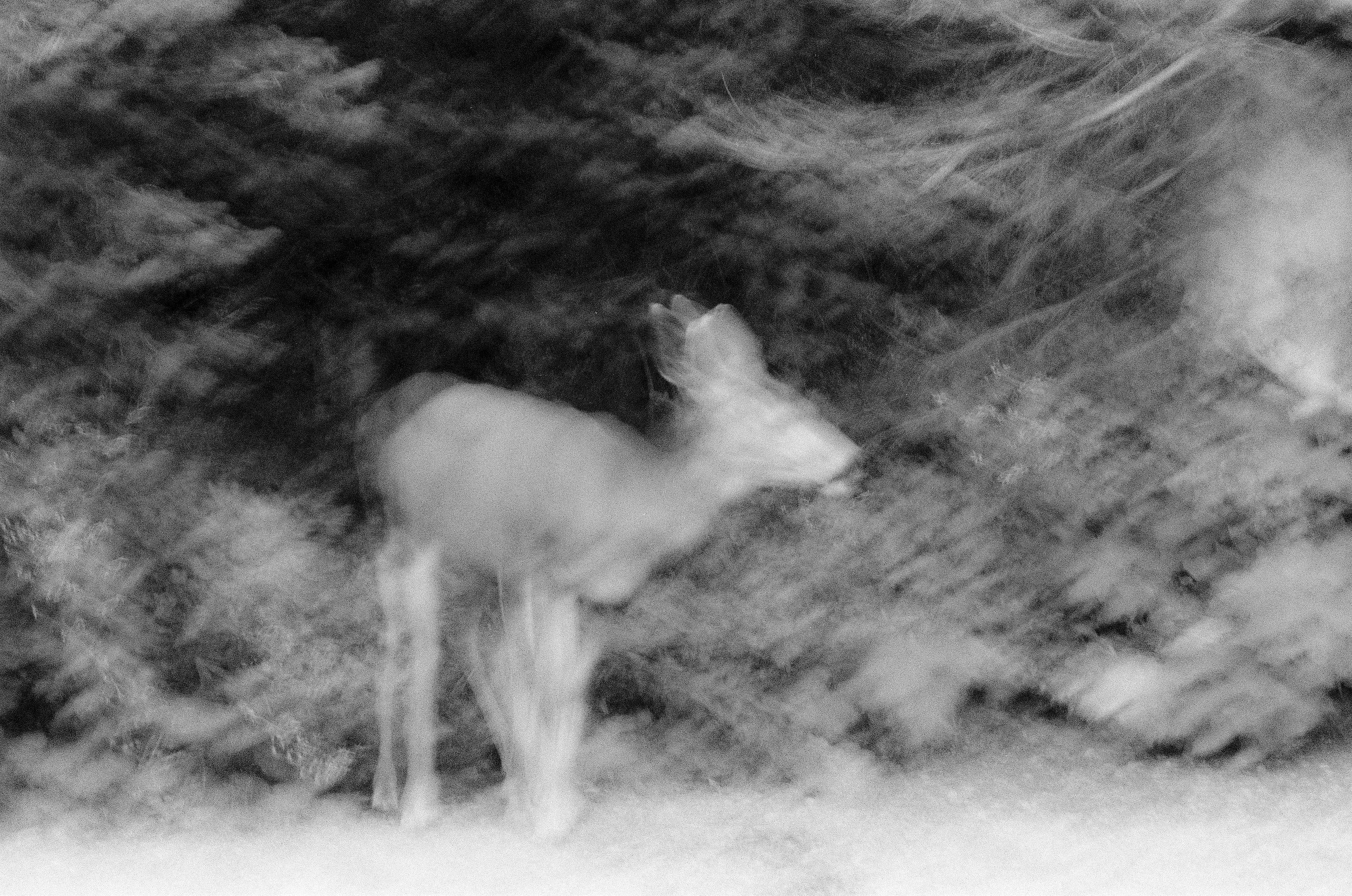 Deer_TWO_wa_35mm_bw_EzraW._jpg.jpg