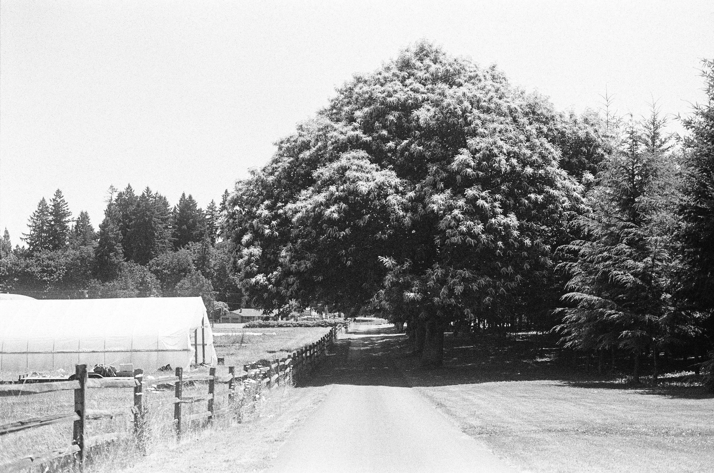 Blueberry_YouPick_WA_35mm_bw_EzraW._jpg.jpg