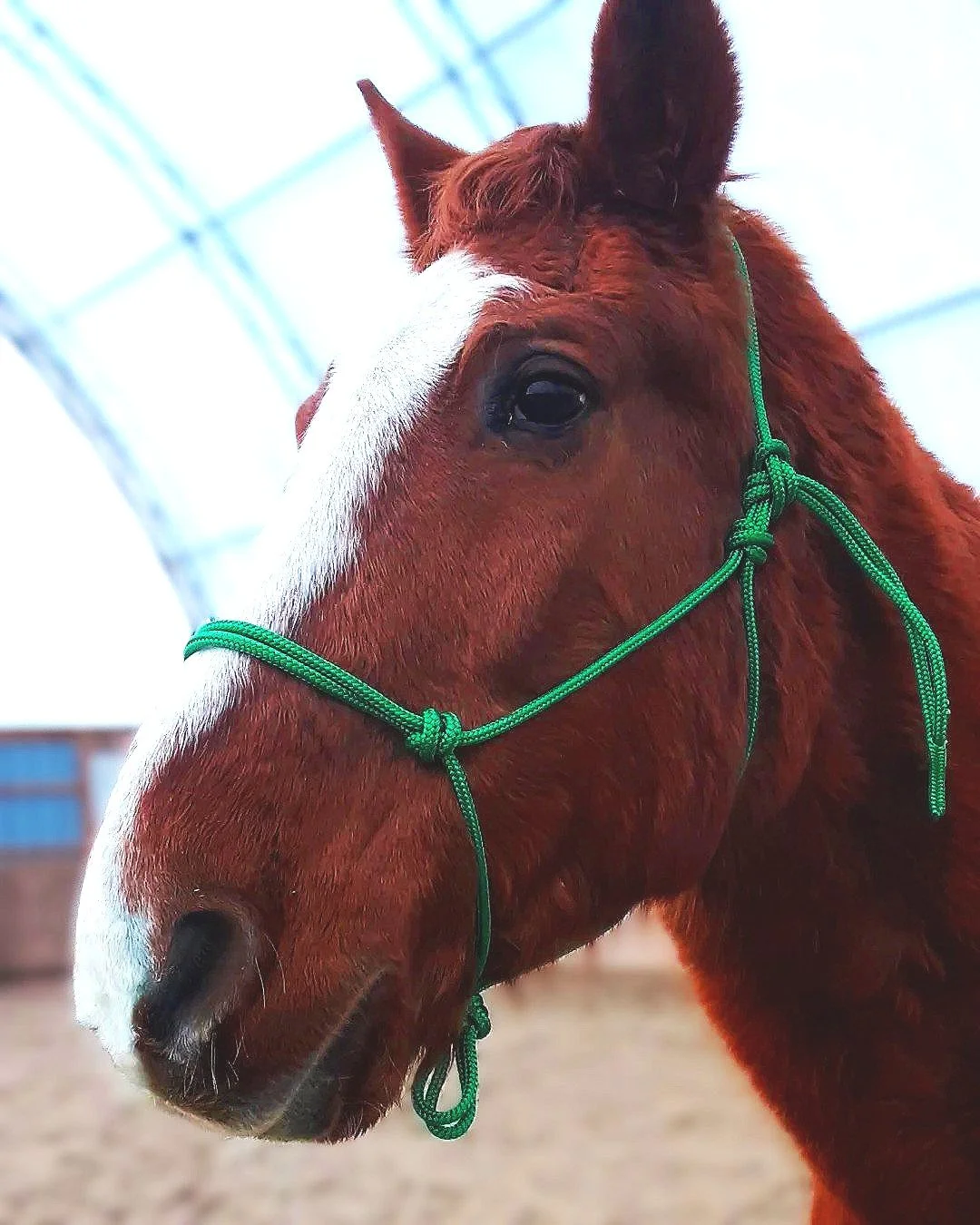 green+rope+halter.jpg