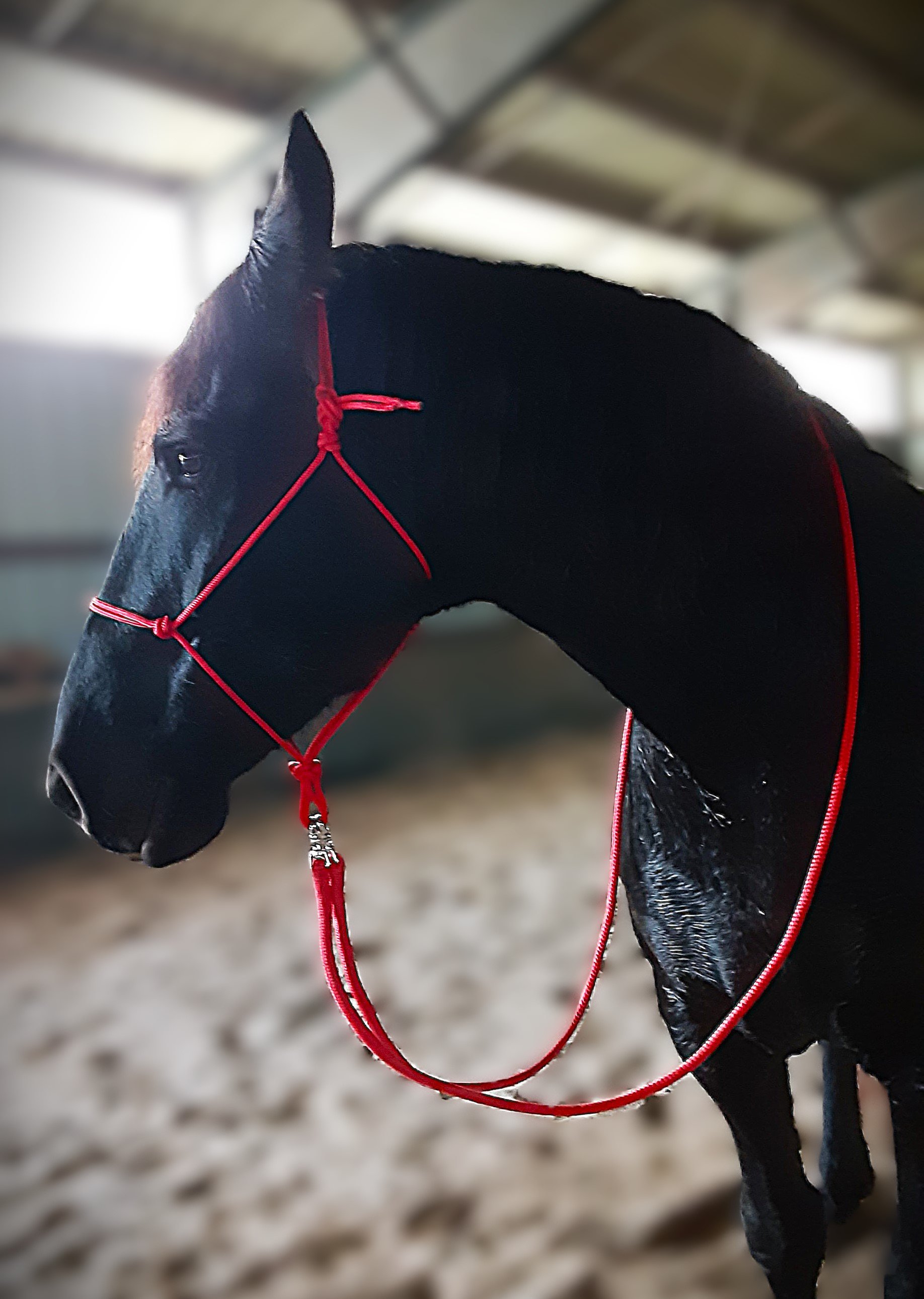 reins halter set.jpg