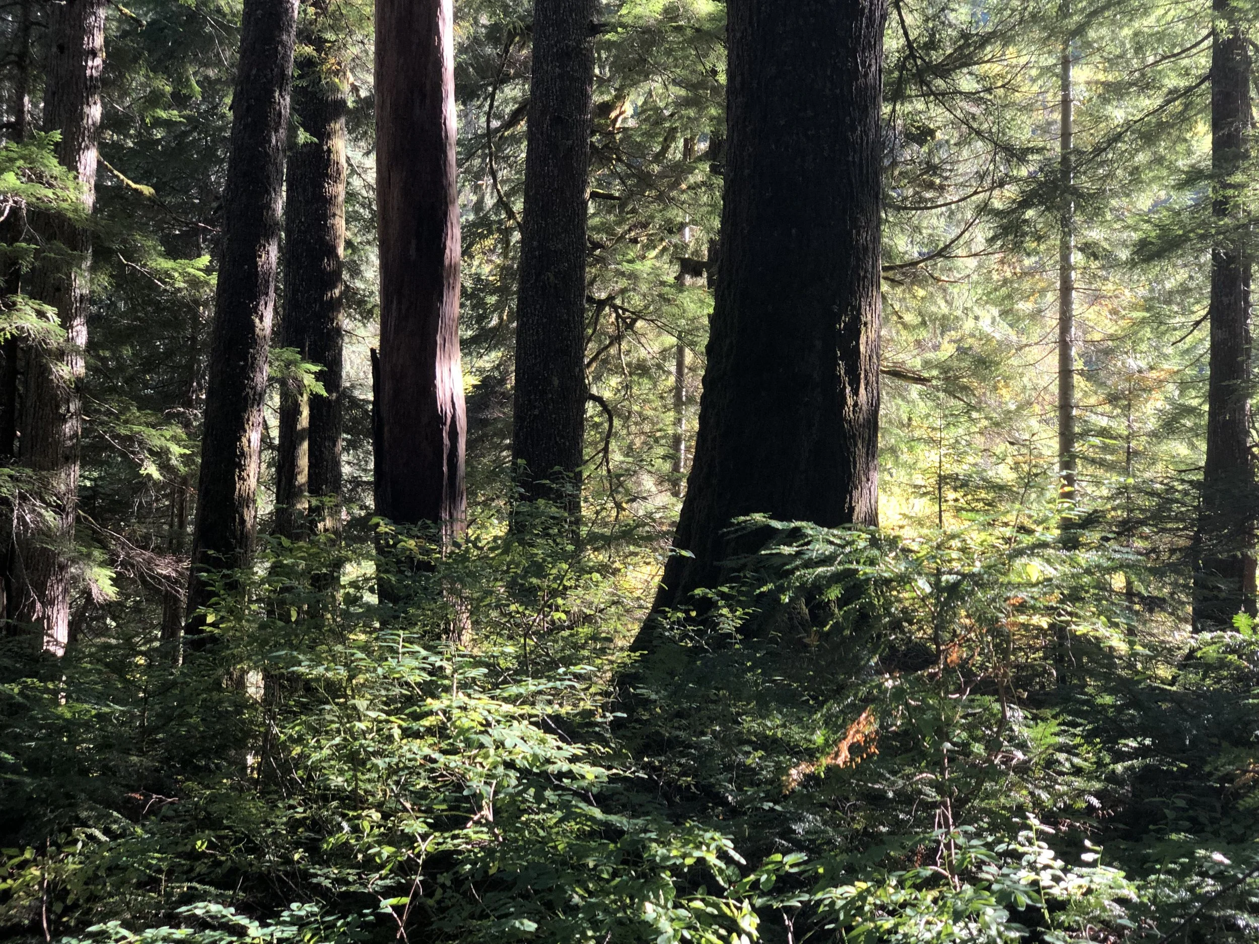 Deepen Your Practice Retreats