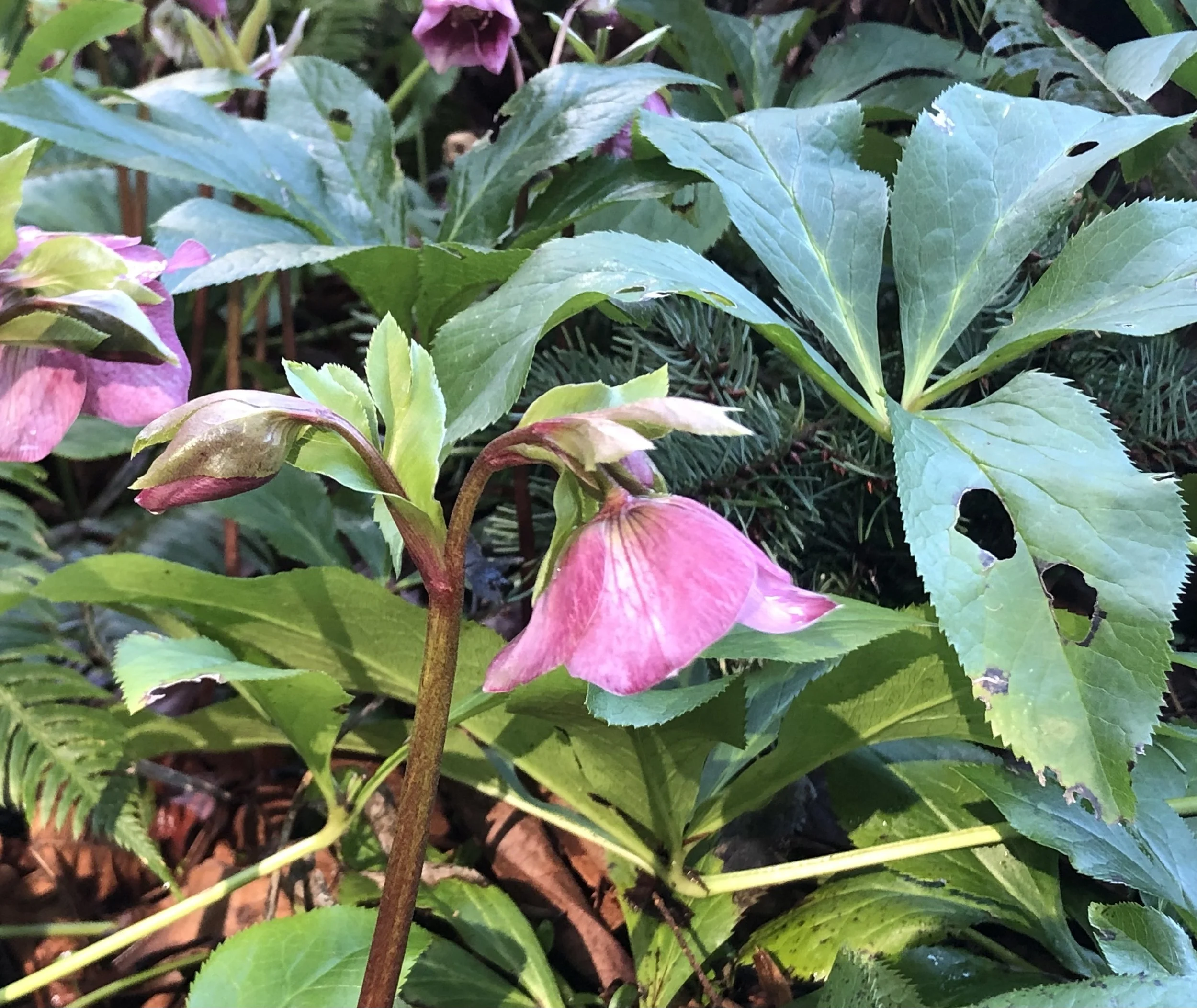 Mindfulness: A Practice of Remembering