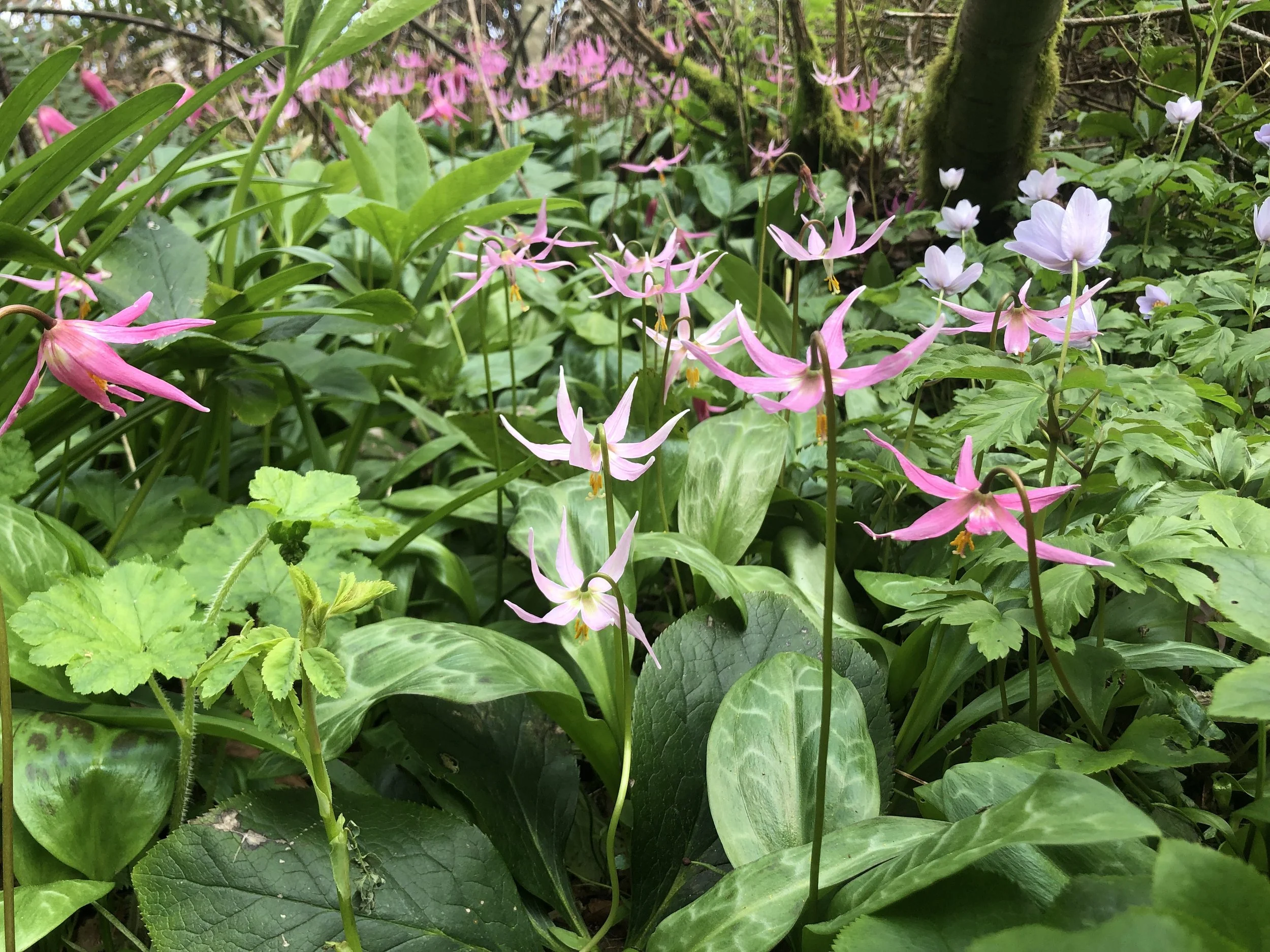 The Heart in Bloom: Introduction to the Divine Abidings