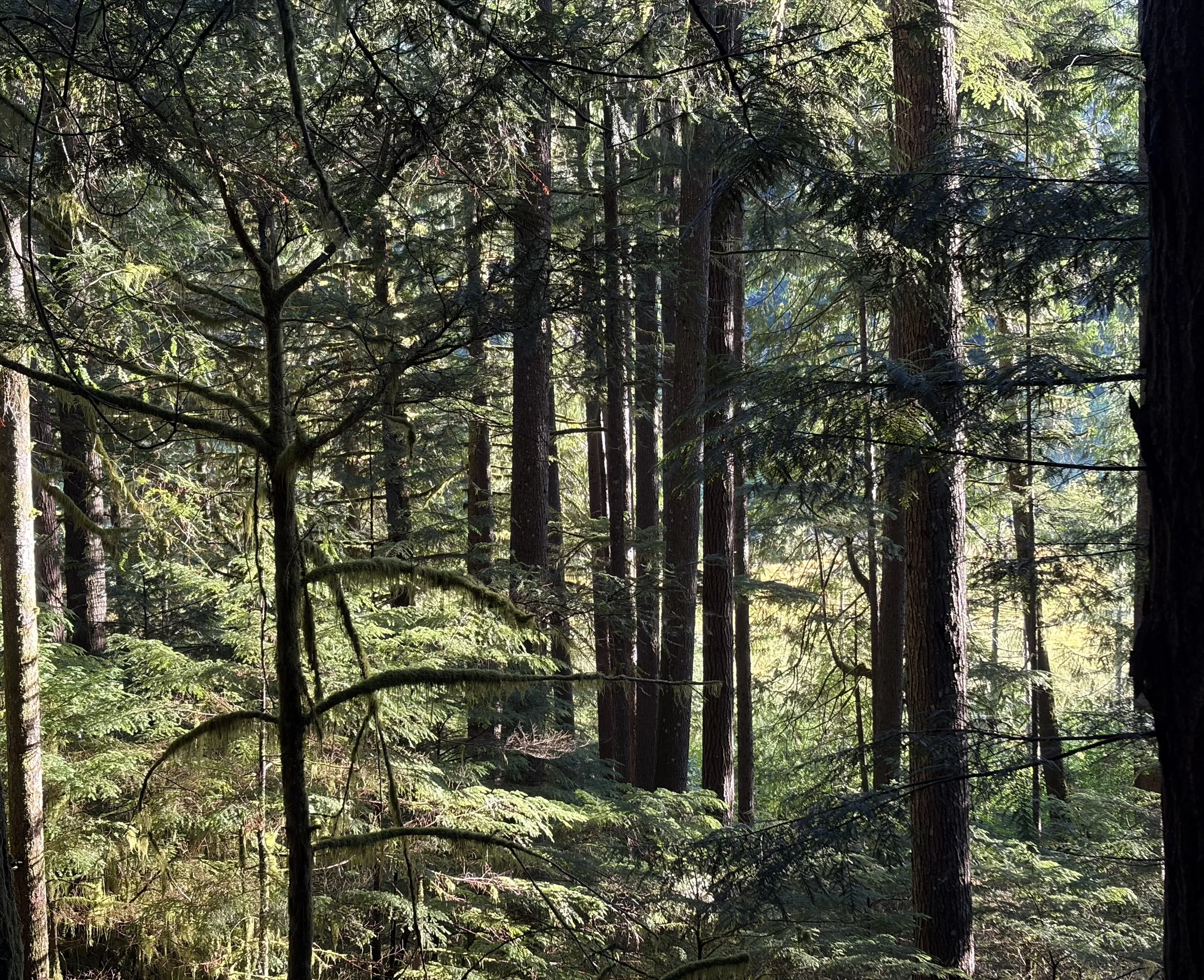 Insight Meditation: A Path of Discovery