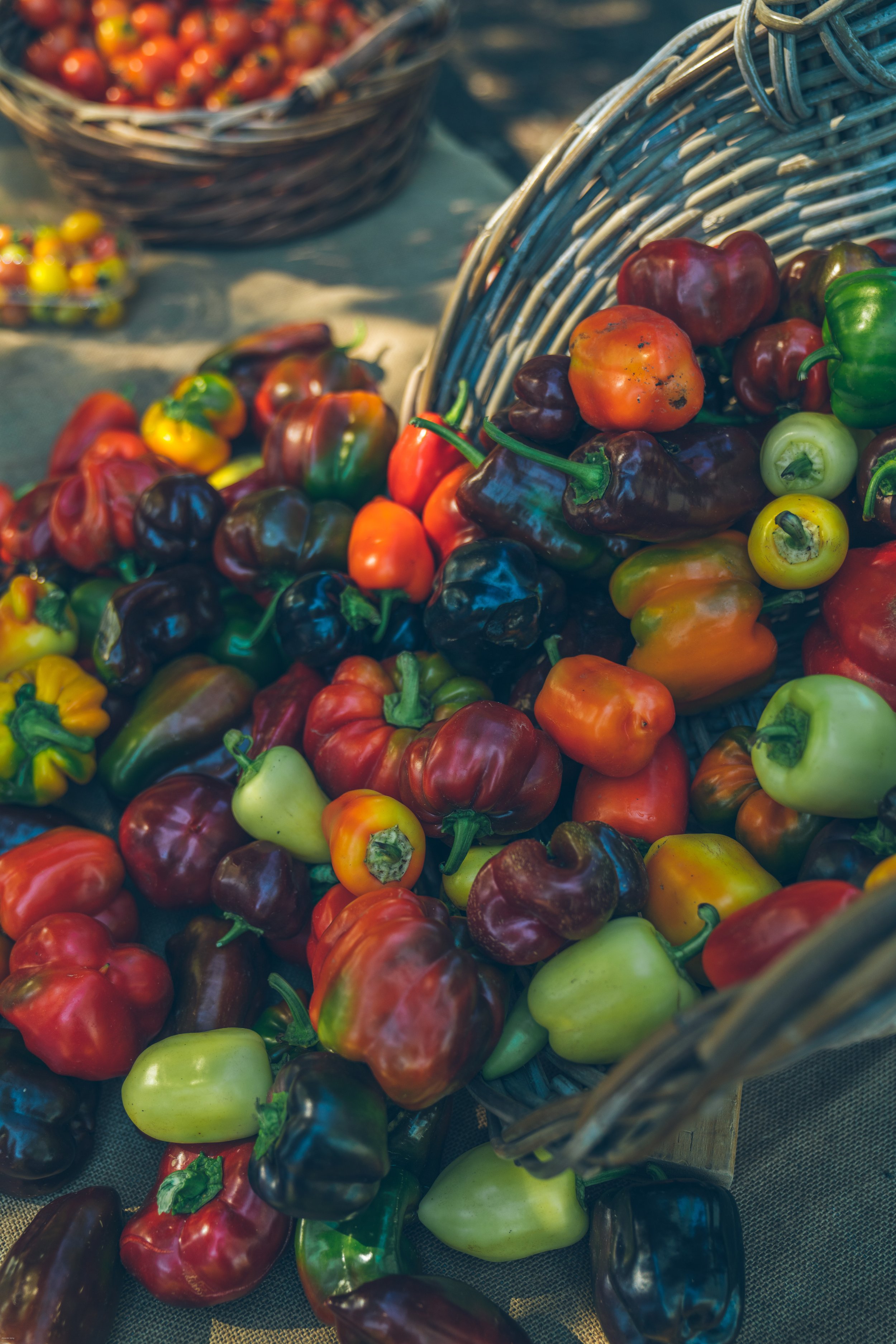 Colorful locally grown peppers at the Hawke’s Bay Farmers’ Market in Hastings, one of New Zealand’s largest farmers’ markets and a showcase of the region’s celebrated local produce and food culture.