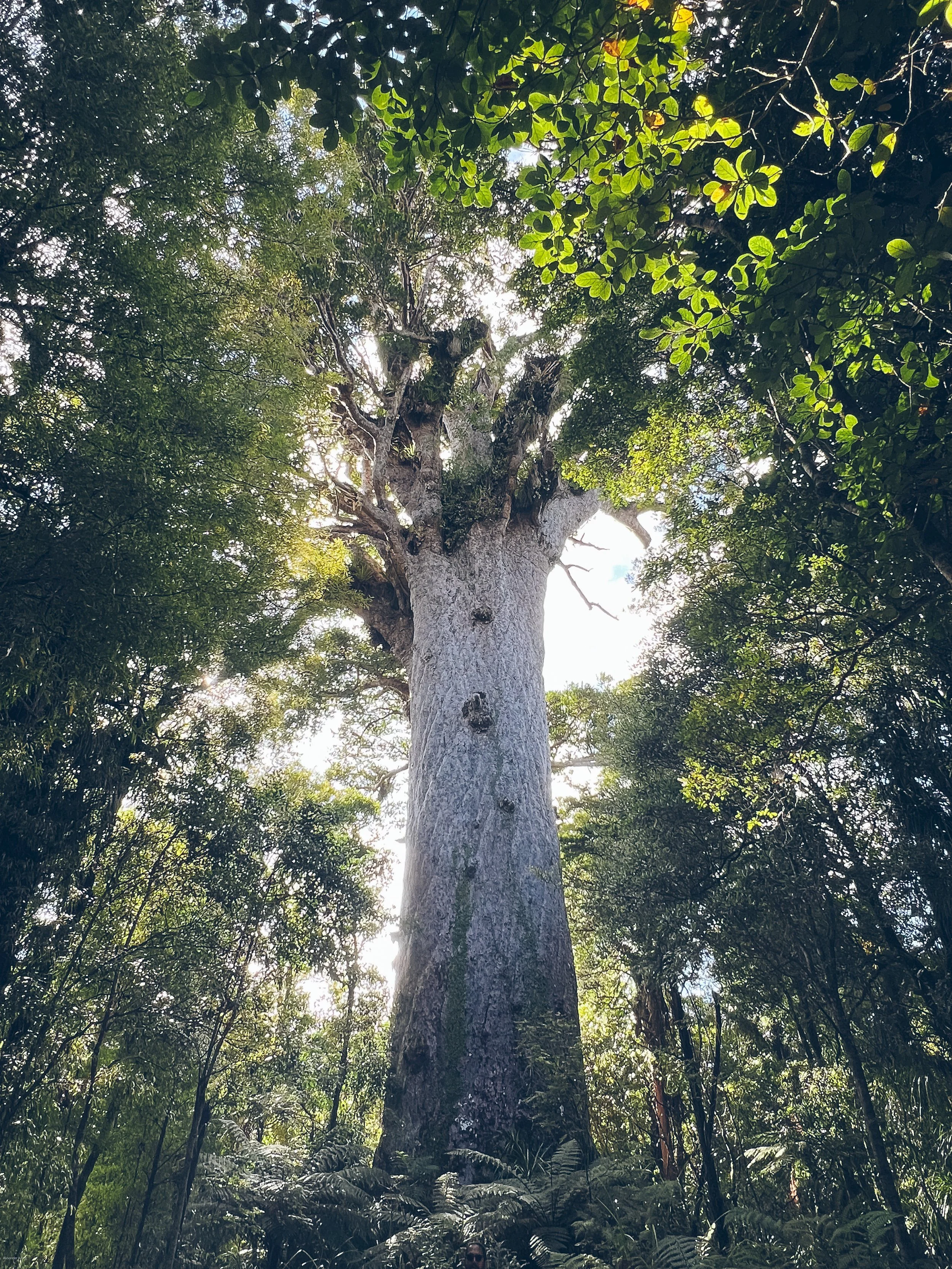 Tāne Mahuta, New Zealand's largest living kauri tree, towering above the forest canopy in Waipoua Forest, Northland, one of the country's most sacred and awe-inspiring natural landmarks.