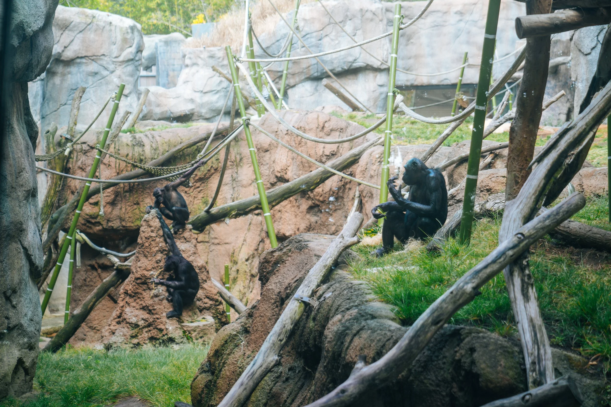 A group of Bonobos, Great Apes, eating at the San Diego Zoo.