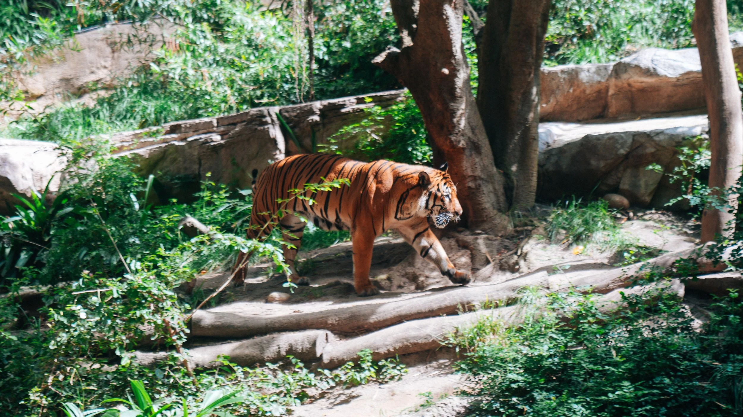 A majestic Malaysian tiger marks his territory at the San Diego Zoo.