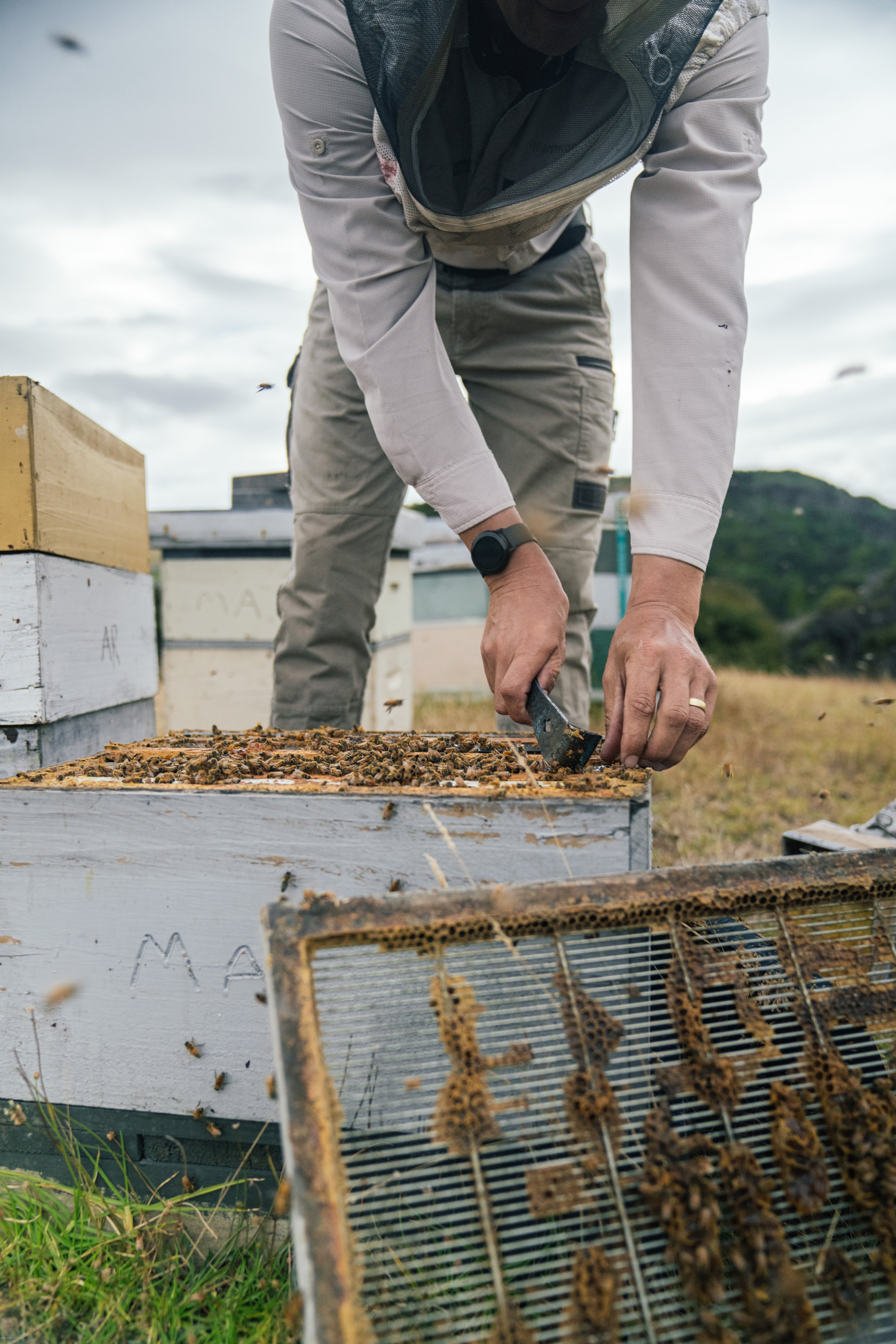 A person wearing a beige long-sleeve shirt, khaki pants, and a watch is working with a hive frame full of bees outdoors. The person appears to be inspecting or handling the hive, with other hive boxes and a slightly cloudy sky in the background.
