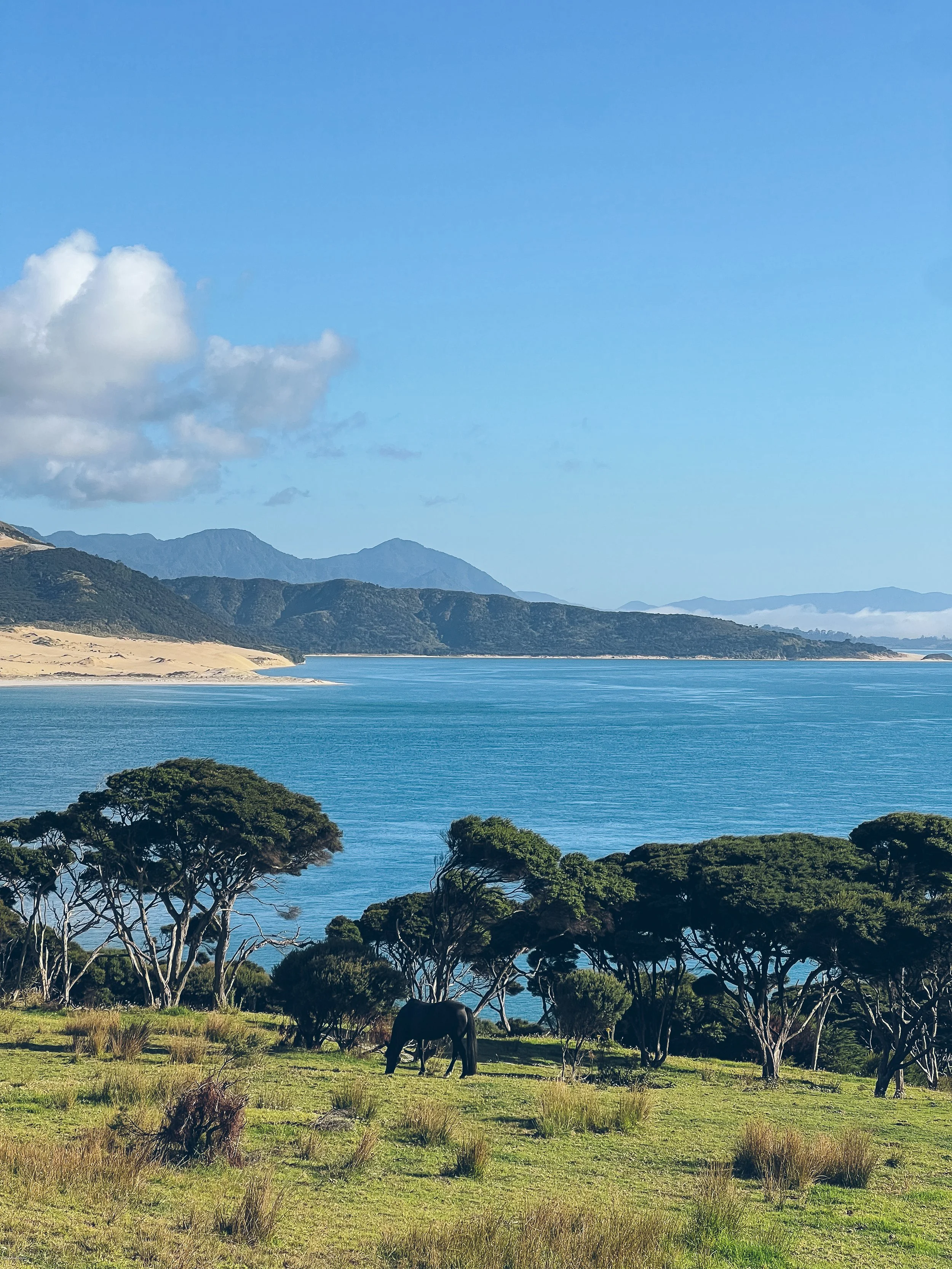 Horses graze amongst Manuka Trees overlooking the beautiful Hokianga Harbour and Sand Dunes in Northland, New Zealand.