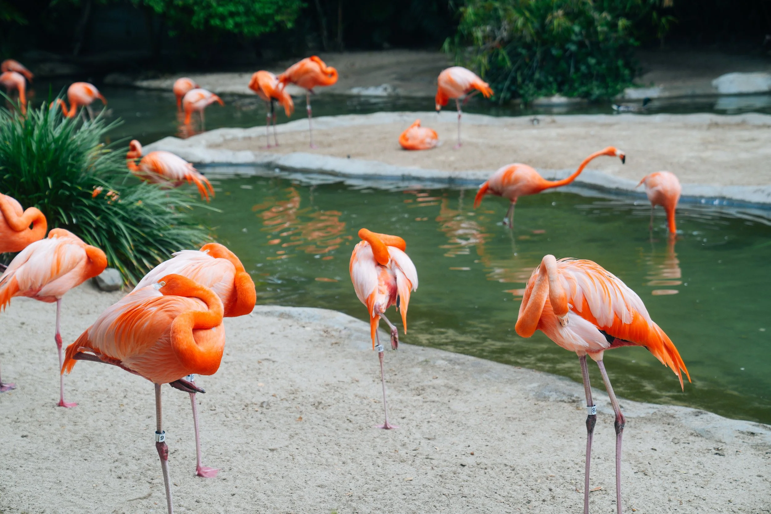 American Flamingos dancing in the San Diego Zoo entrance.