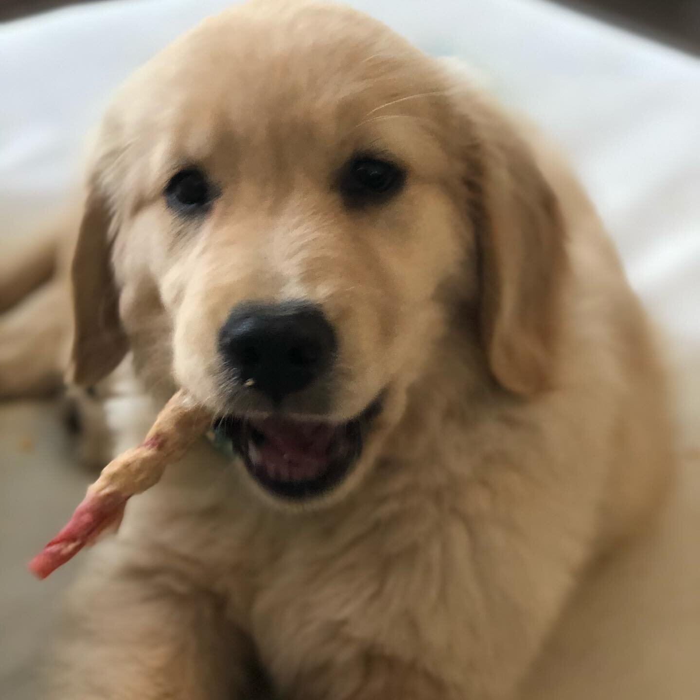 Molly just started her training last week and is doing exceptional for her parents. This photo encapsulates her entire being, all she wants is treats and affection😂 #goldenretriever #dogtraining #puppiesofinstagram #puppies #cutie #goodgirl #treatyo