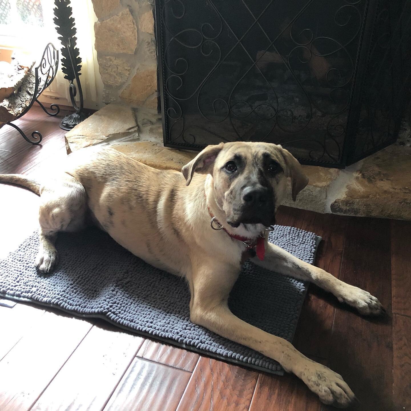 This big girl was founding wandering and starving in Houston. Once she was healthy enough to start training, she came to me. Sadie and her mom just went through a crash course of obedience all over the course of a week. This girl and her mom did exce