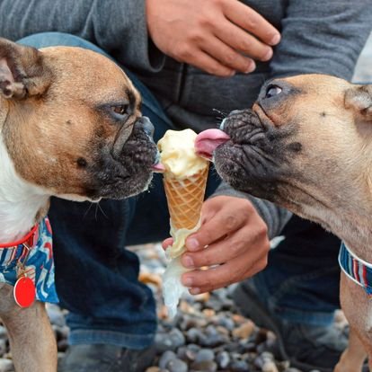  two boxers licking a frosty paw ice cream cone at Miss Florence Diner 