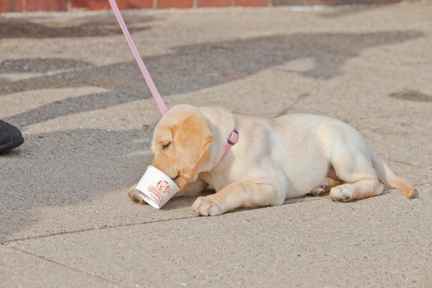  little labrador puppy enjoying a frosty paw, dog safe frozen treat while laying on the sidewalk wearing a pink leash 