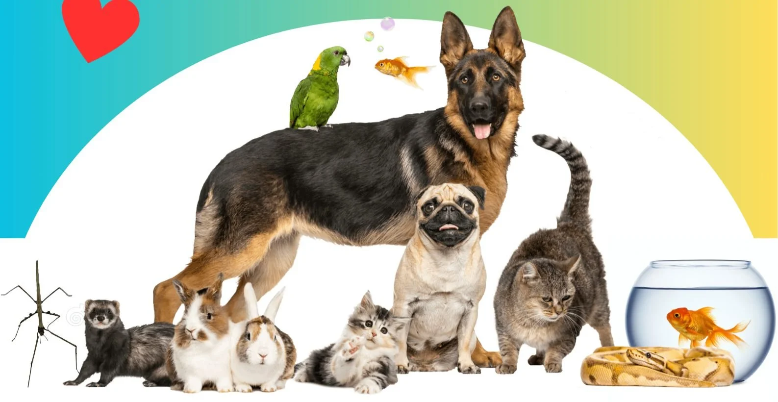Pet Blessing