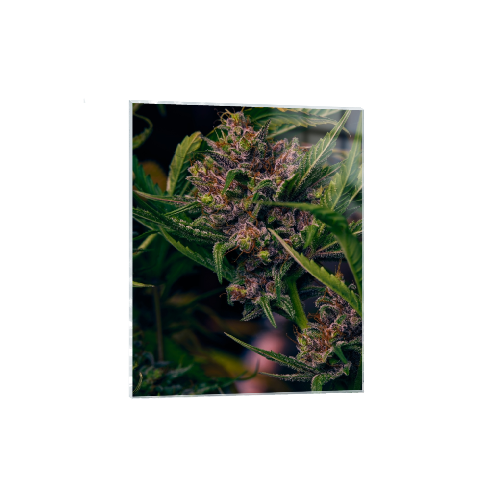 acrylicprint_rectangle4_5_0_0_5464_6830_0_false_ffffff_0_0.png
