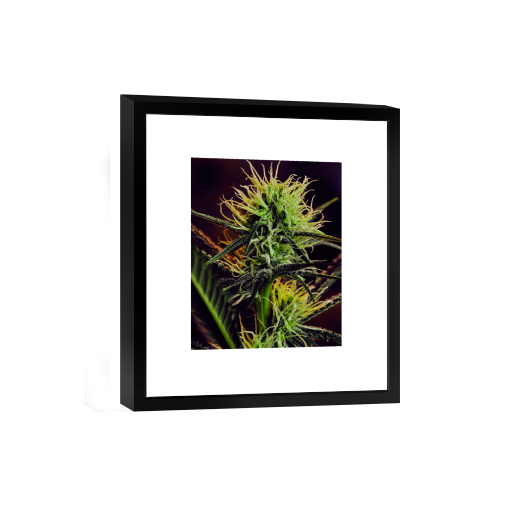 smartframe_rectangle4_5_0_0_4160_5200_0_false_ffffff_0_0.png