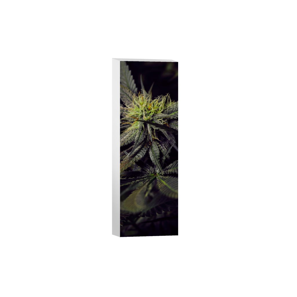 canvas_rectangle1_3_1213_0_1733_5200_0_false_ffffff_0_0.png