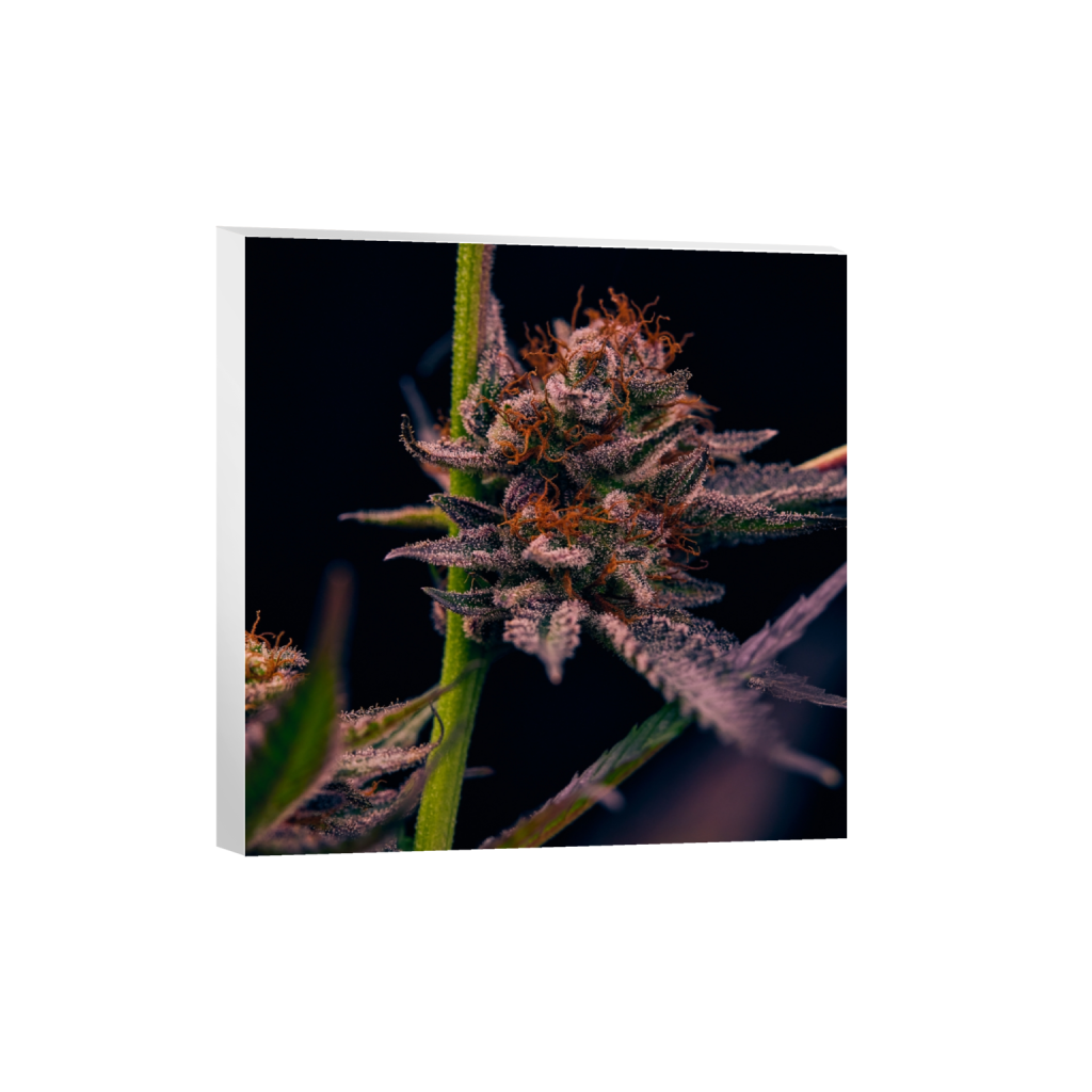 canvas_square_1364_0_5464_5464_0_false_ffffff_0_0.png