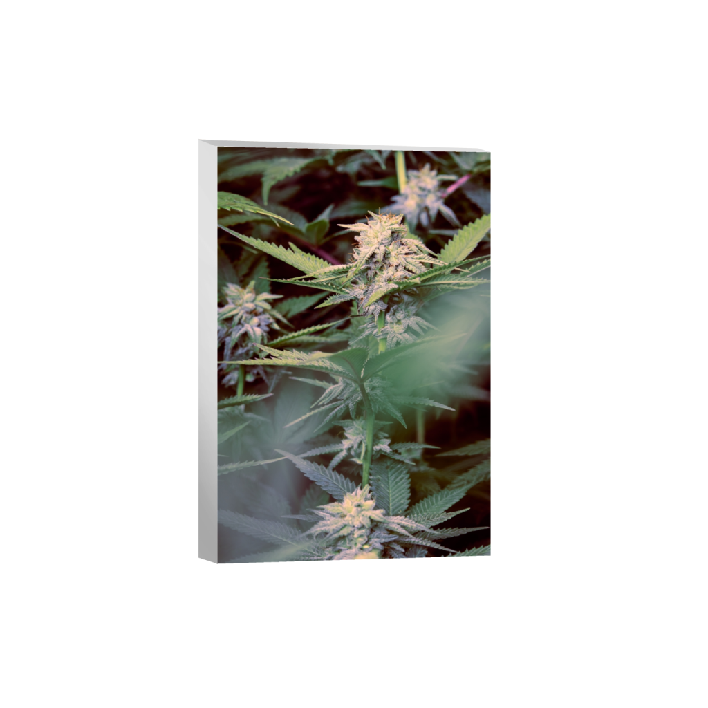 canvas_rectangle2_3_346_0_3466_5200_0_false_ffffff_0_0.png