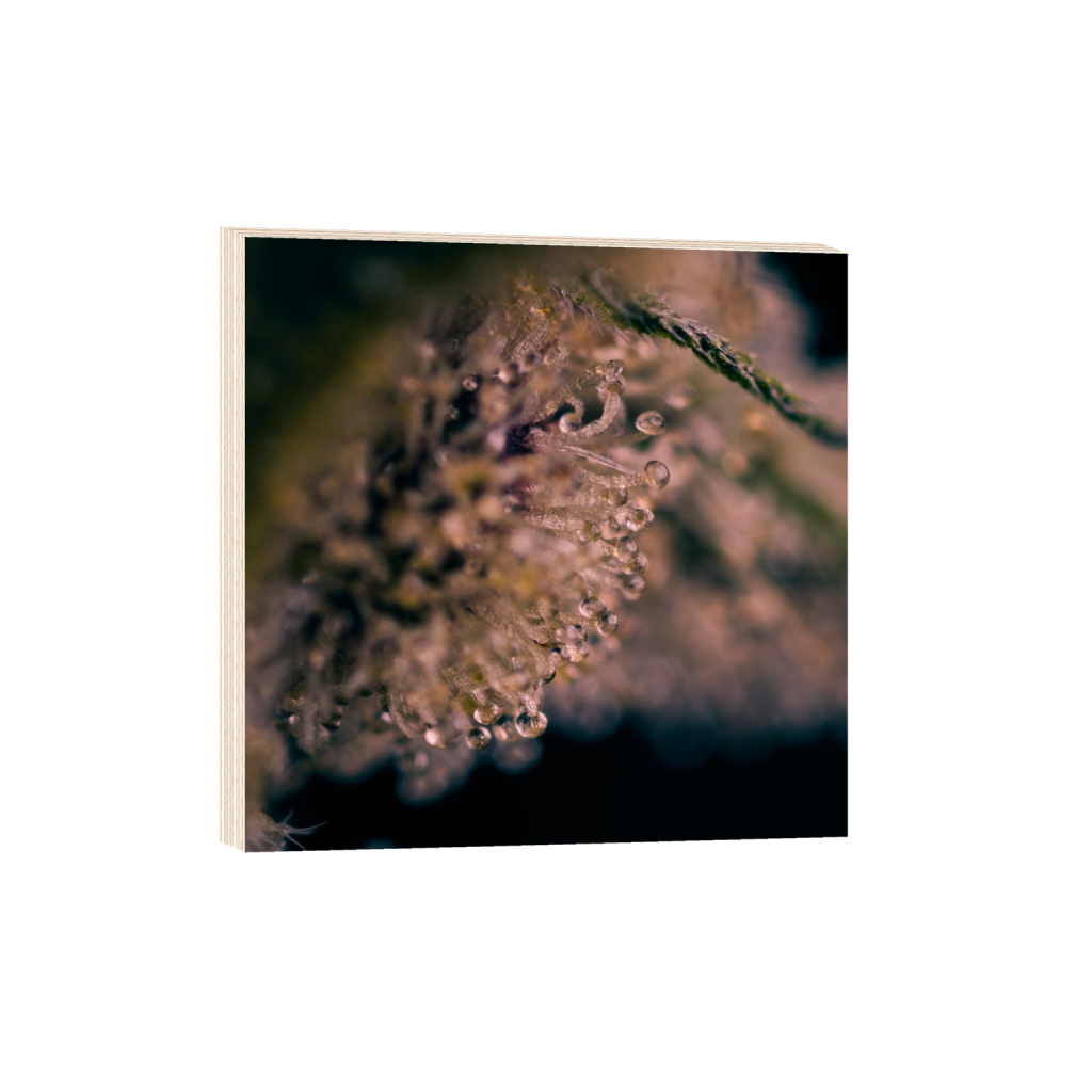 woodprint_square_0_391_3127_3127_0_false_ffffff_0_0.png
