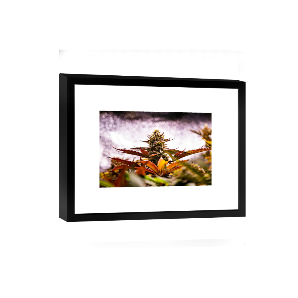 smartframe_rectangle2_3_0_0_6240_4160_0_false_ffffff_0_0.png