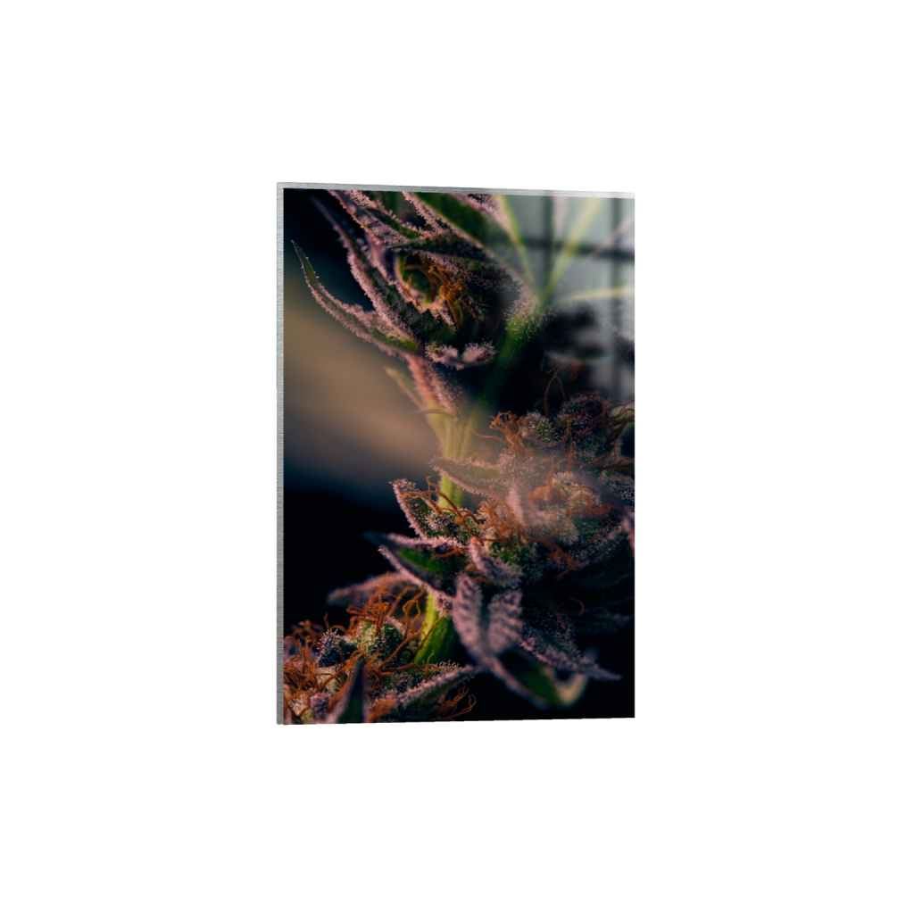 metalprint_rectangle2_3_455_0_4553_6830_0_false_ffffff_0_0.png